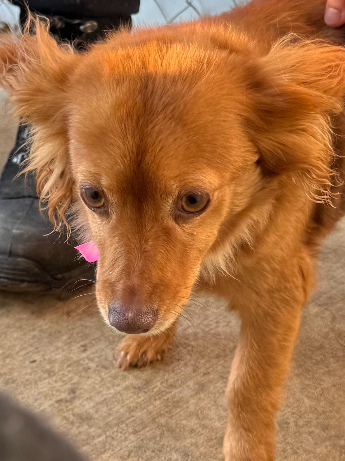 FOXIE, Adoptable, Senior Female Terrier.