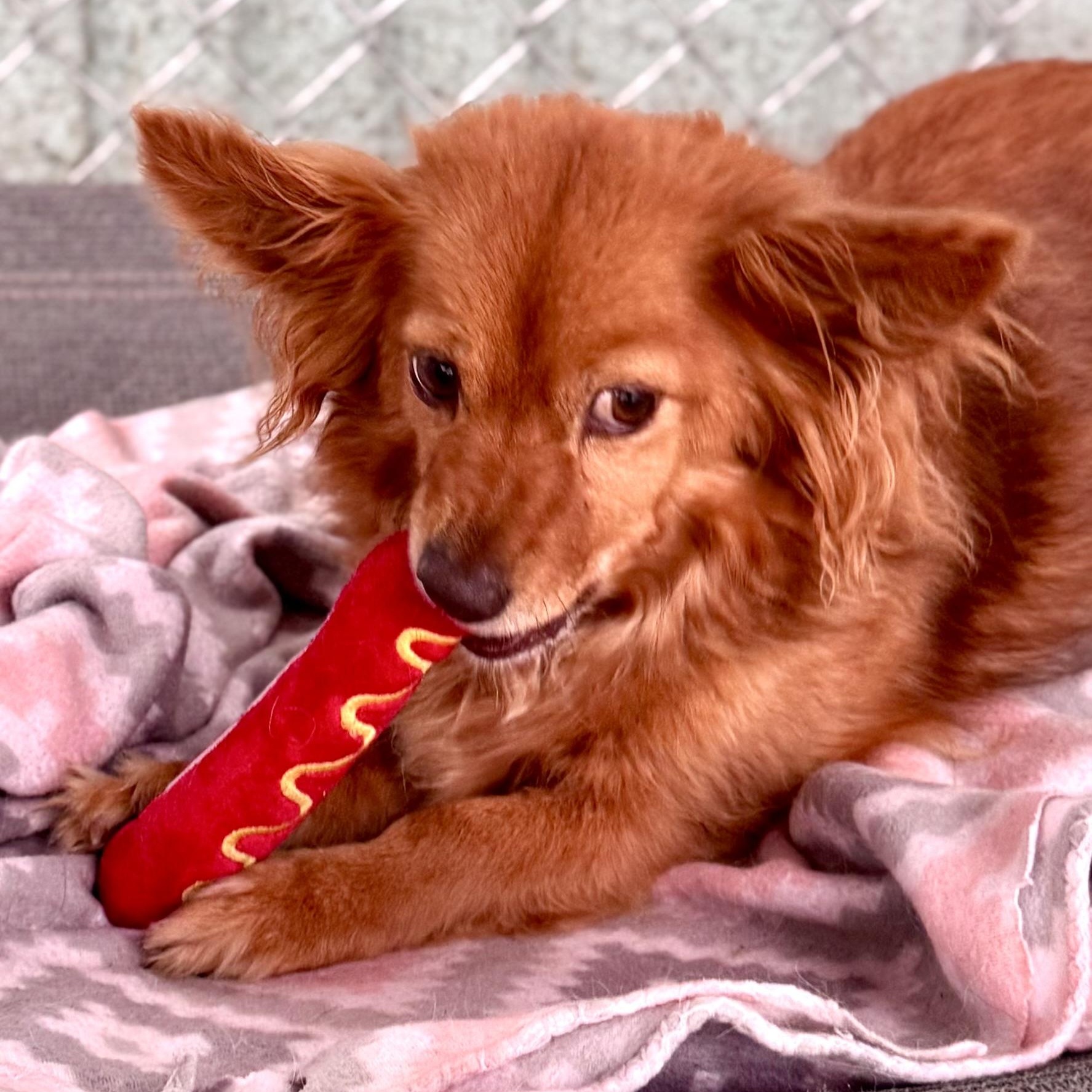 Enlarge FOXIE, a Adoptable mixed breed in Fresno, CA image 3/6