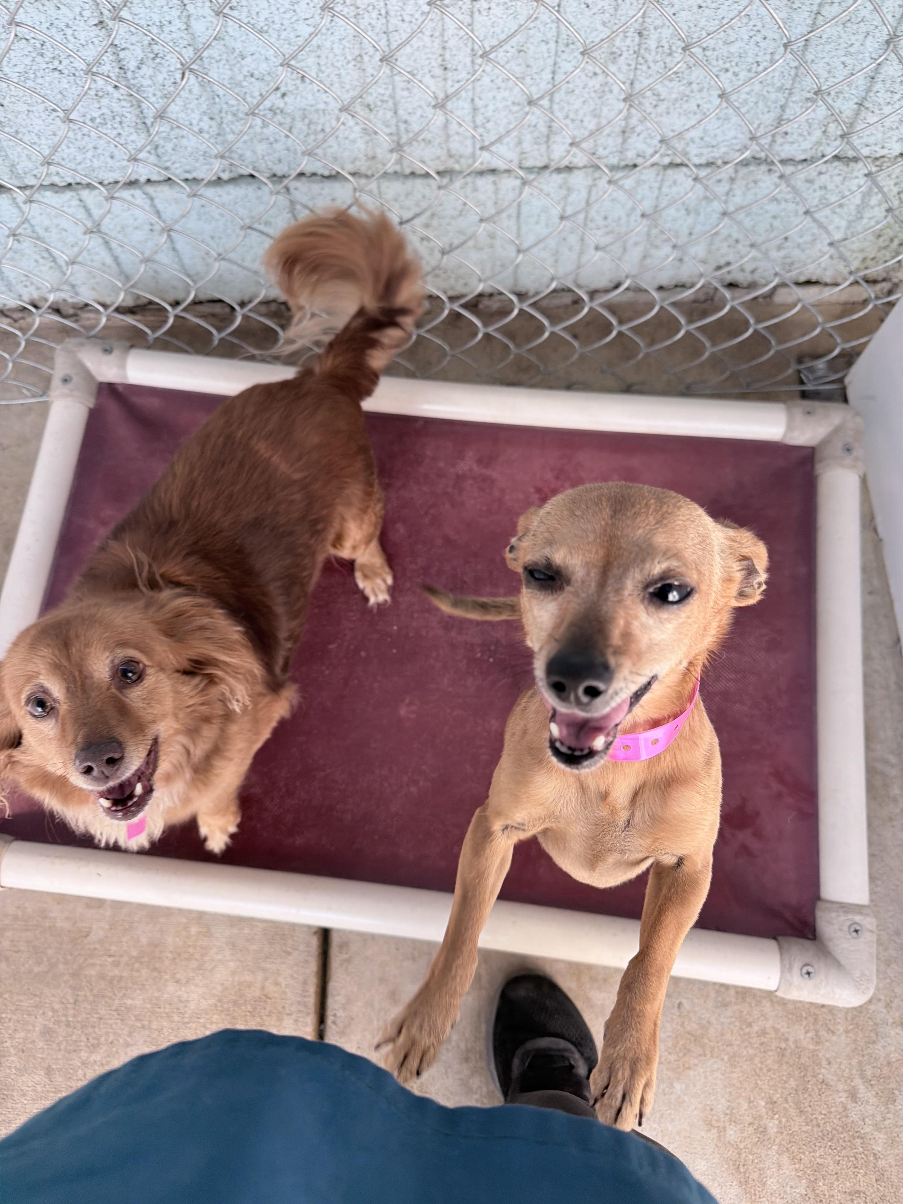 Enlarge FOXIE, a Adoptable mixed breed in Fresno, CA image 4/4