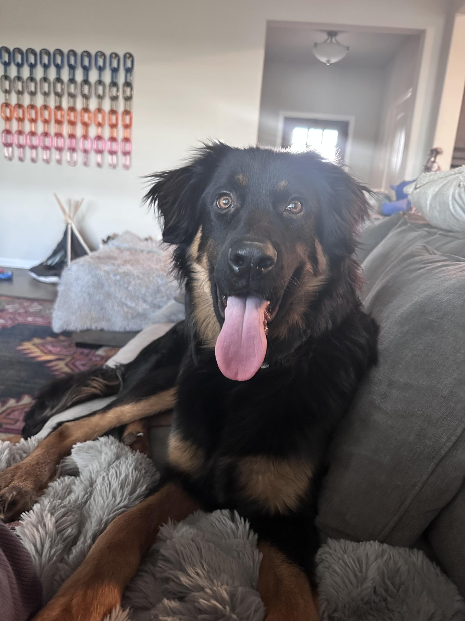 Enlarge Montana, an adopted mixed breed in Dallas, TX image 3/6