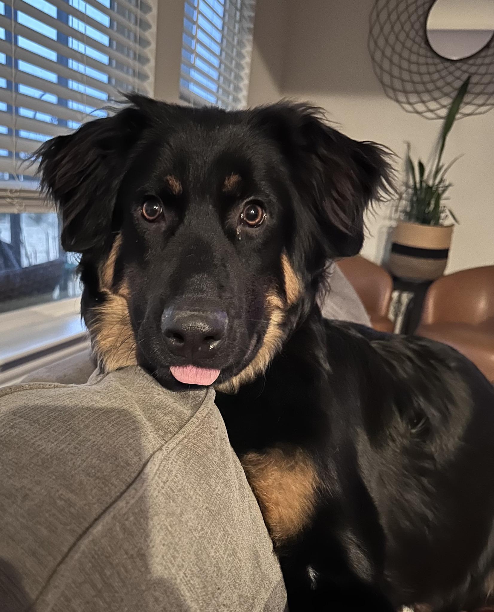 Enlarge Montana, an adopted mixed breed in Dallas, TX image 1/6