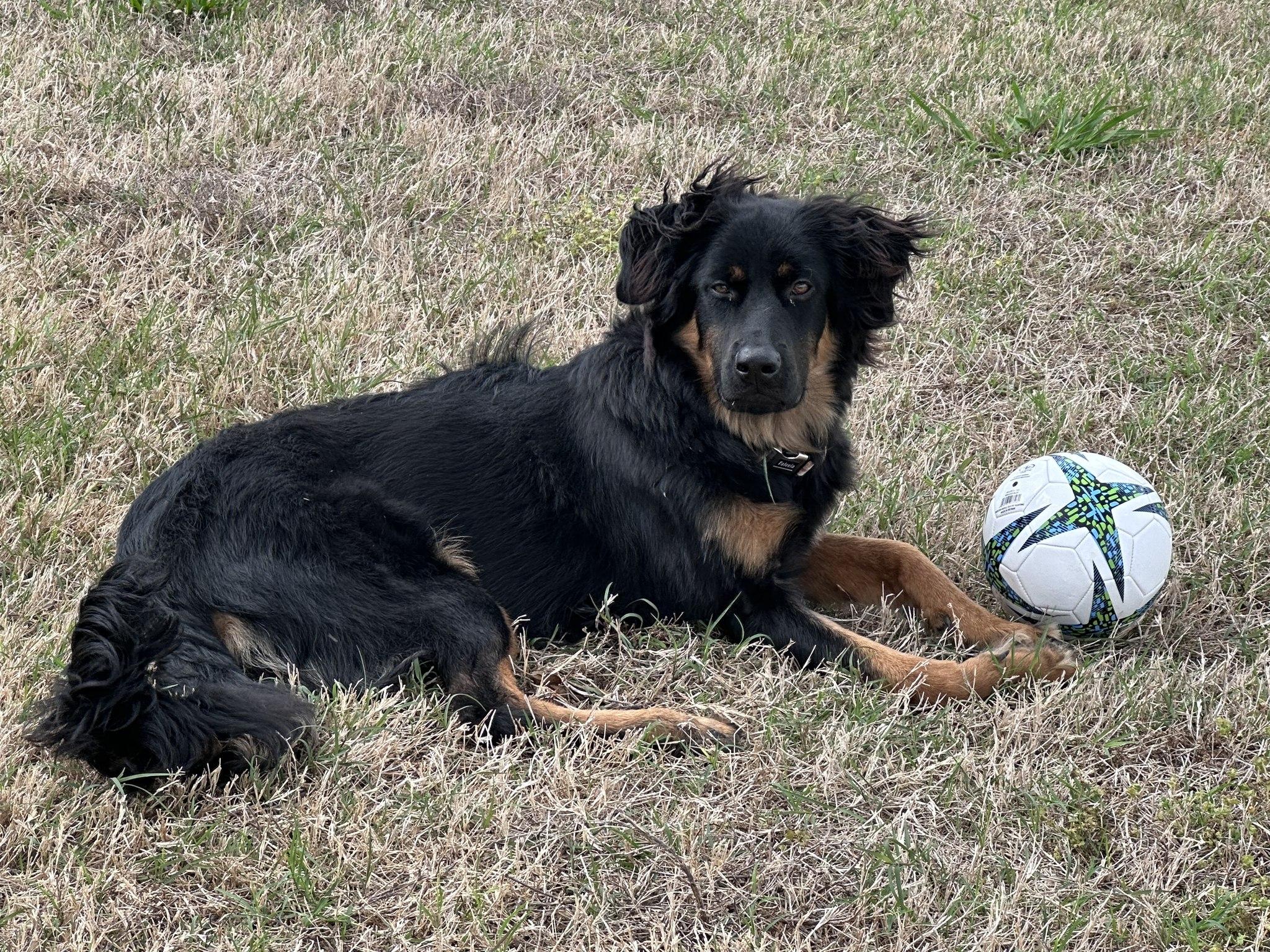 Enlarge Montana, an adopted mixed breed in Dallas, TX image 6/6