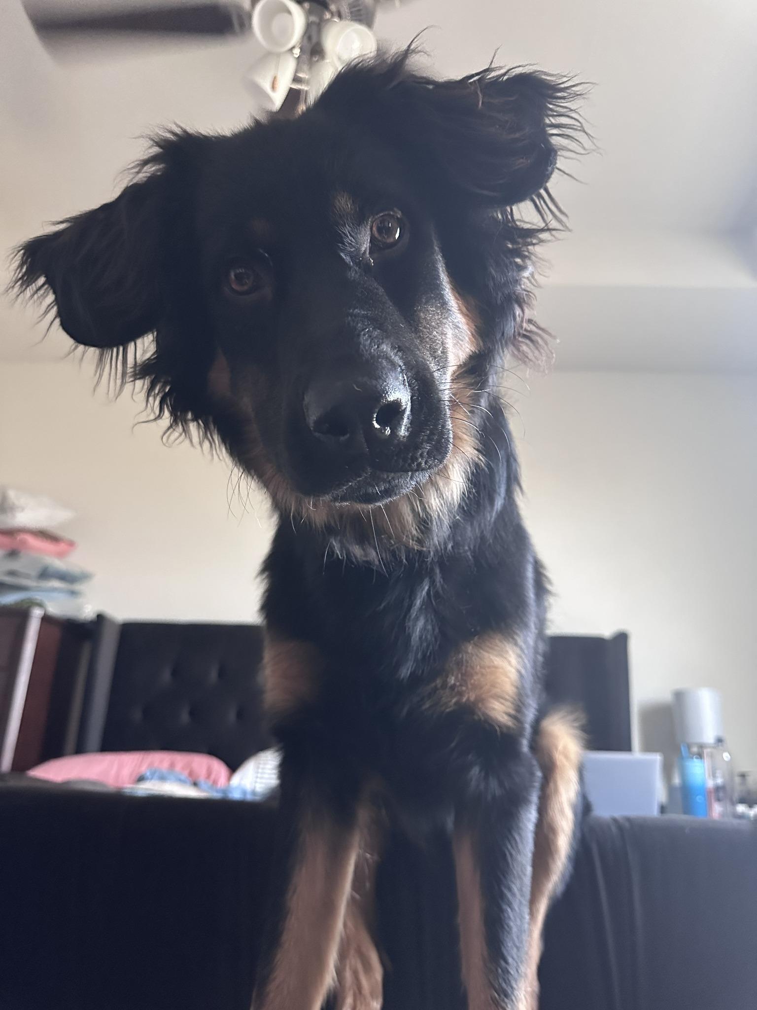 Enlarge Montana, an adopted mixed breed in Dallas, TX image 4/6