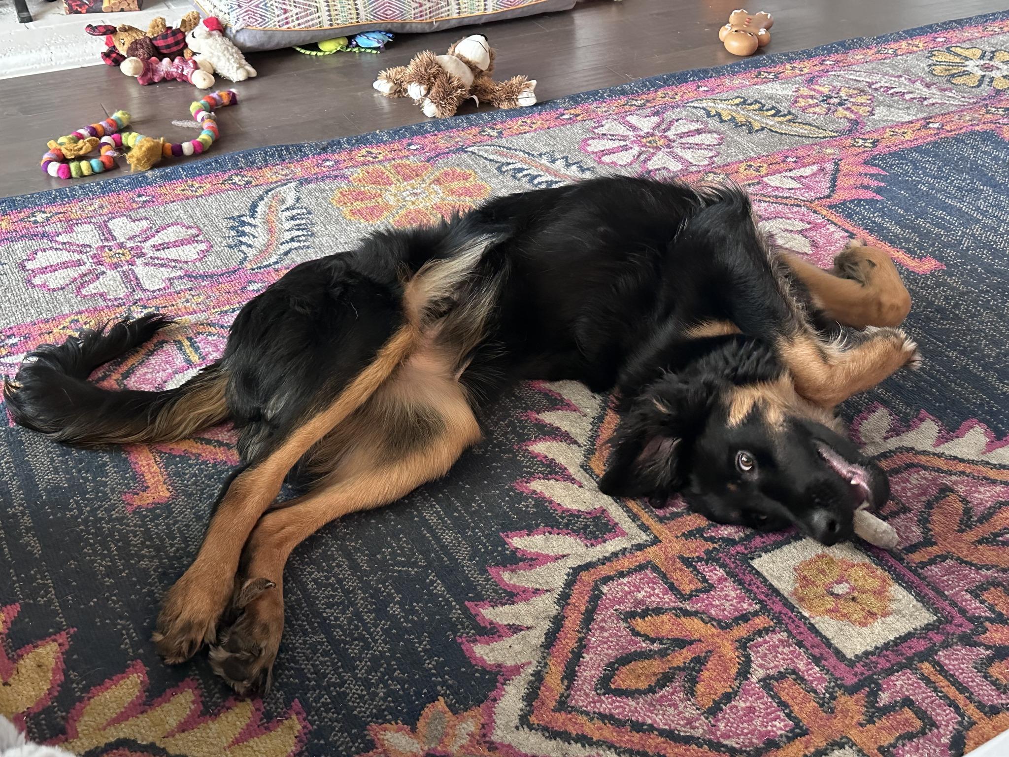 Enlarge Montana, an adopted mixed breed in Dallas, TX image 2/6