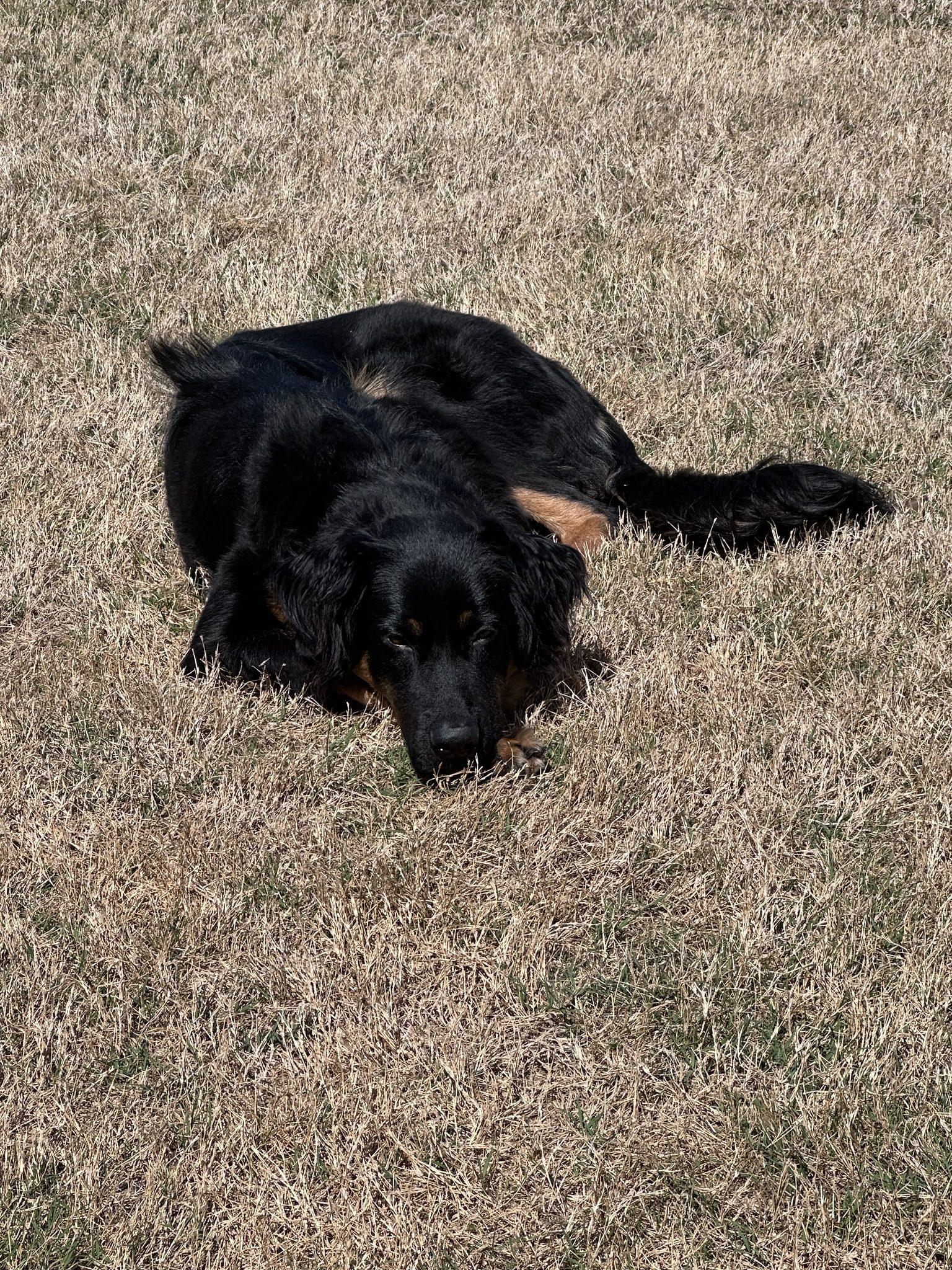 Enlarge Montana, an adopted mixed breed in Dallas, TX image 5/6