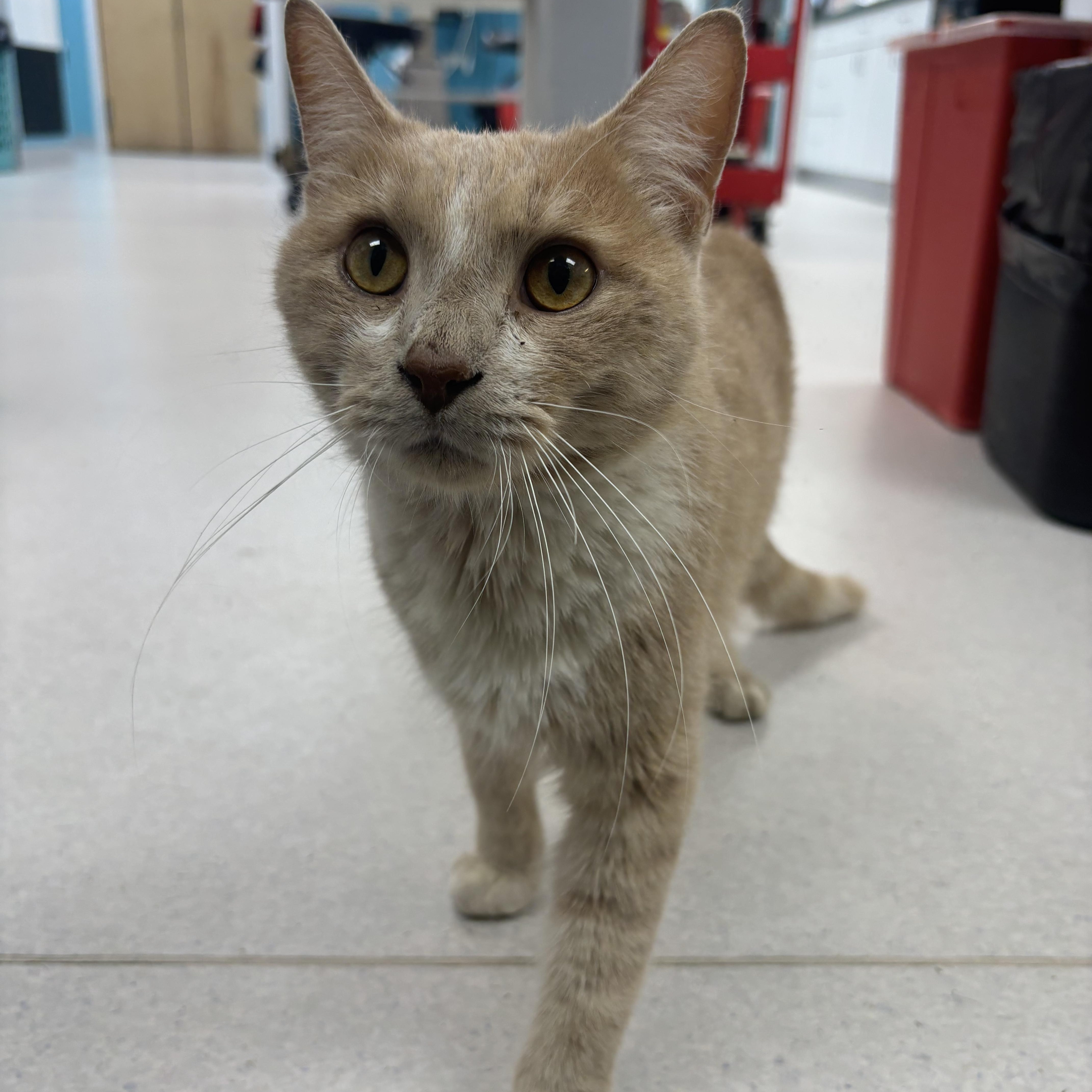 Ray Charles - A KIND GENTLE SOUL WITH PARTIAL BLINDNESS, Adoptable, Young Male Domestic Short Hair.