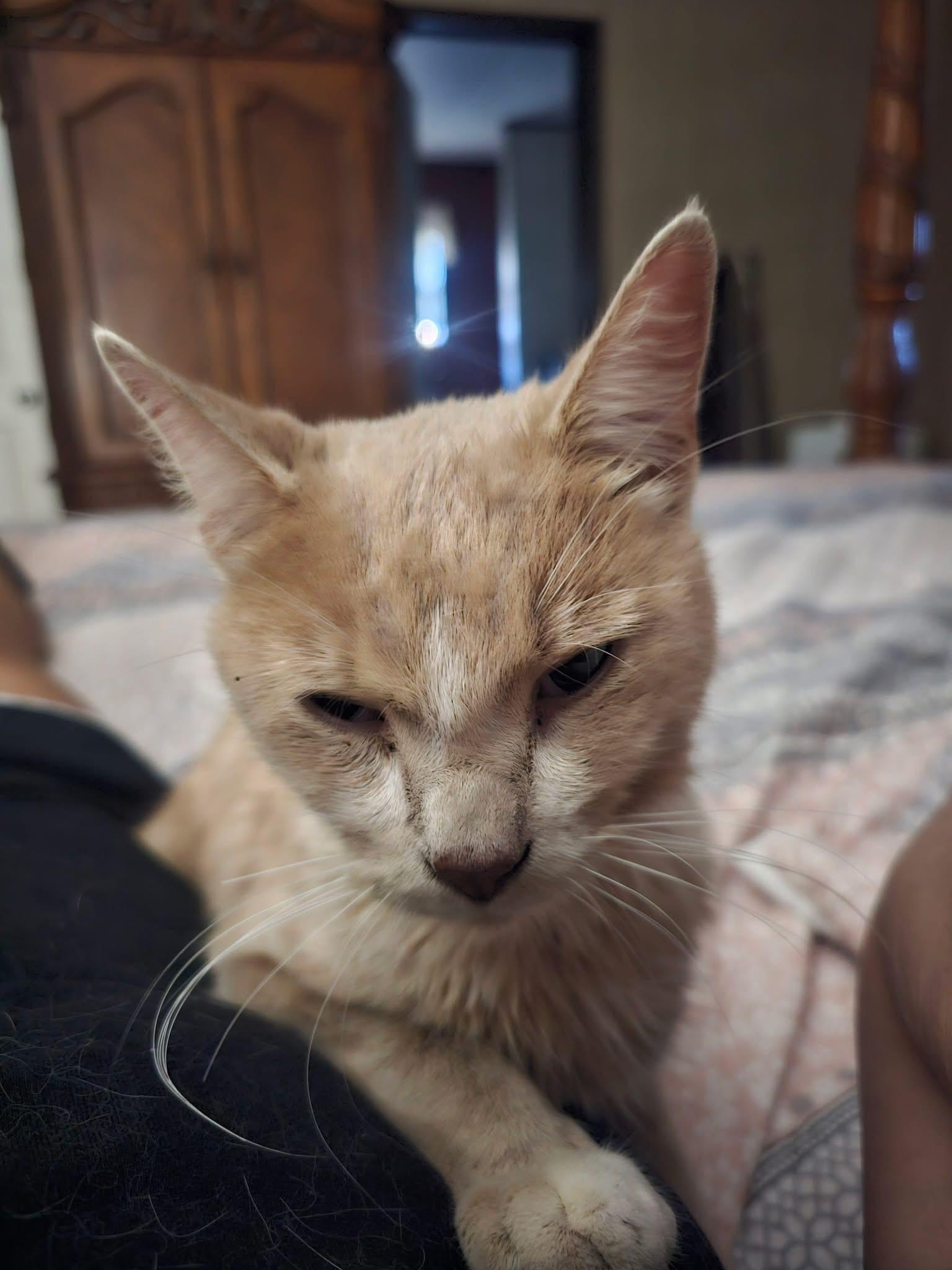Enlarge Ray Charles - A KIND GENTLE SOUL WITH PARTIAL BLINDNESS, a Adoptable Domestic Short Hair in Bristow, VA image 4/5