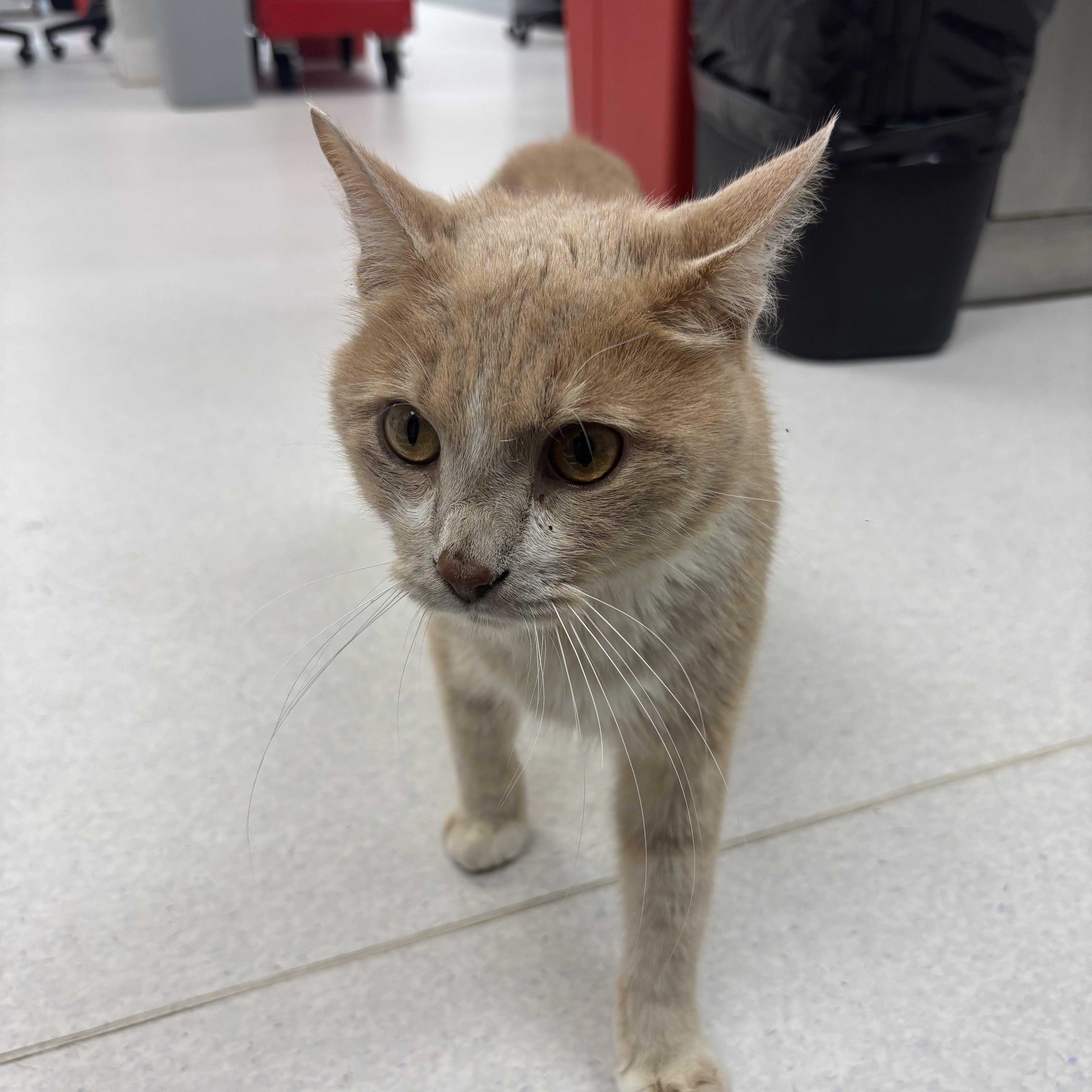 Enlarge Ray Charles - A KIND GENTLE SOUL WITH PARTIAL BLINDNESS, a Adoptable Domestic Short Hair in Bristow, VA image 3/5