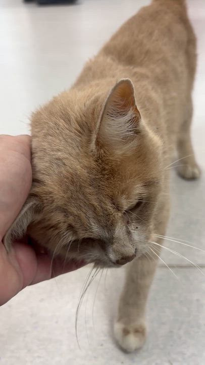 Enlarge Ray Charles - A KIND GENTLE SOUL WITH PARTIAL BLINDNESS, a Adoptable Domestic Short Hair in Bristow, VA video 2/5