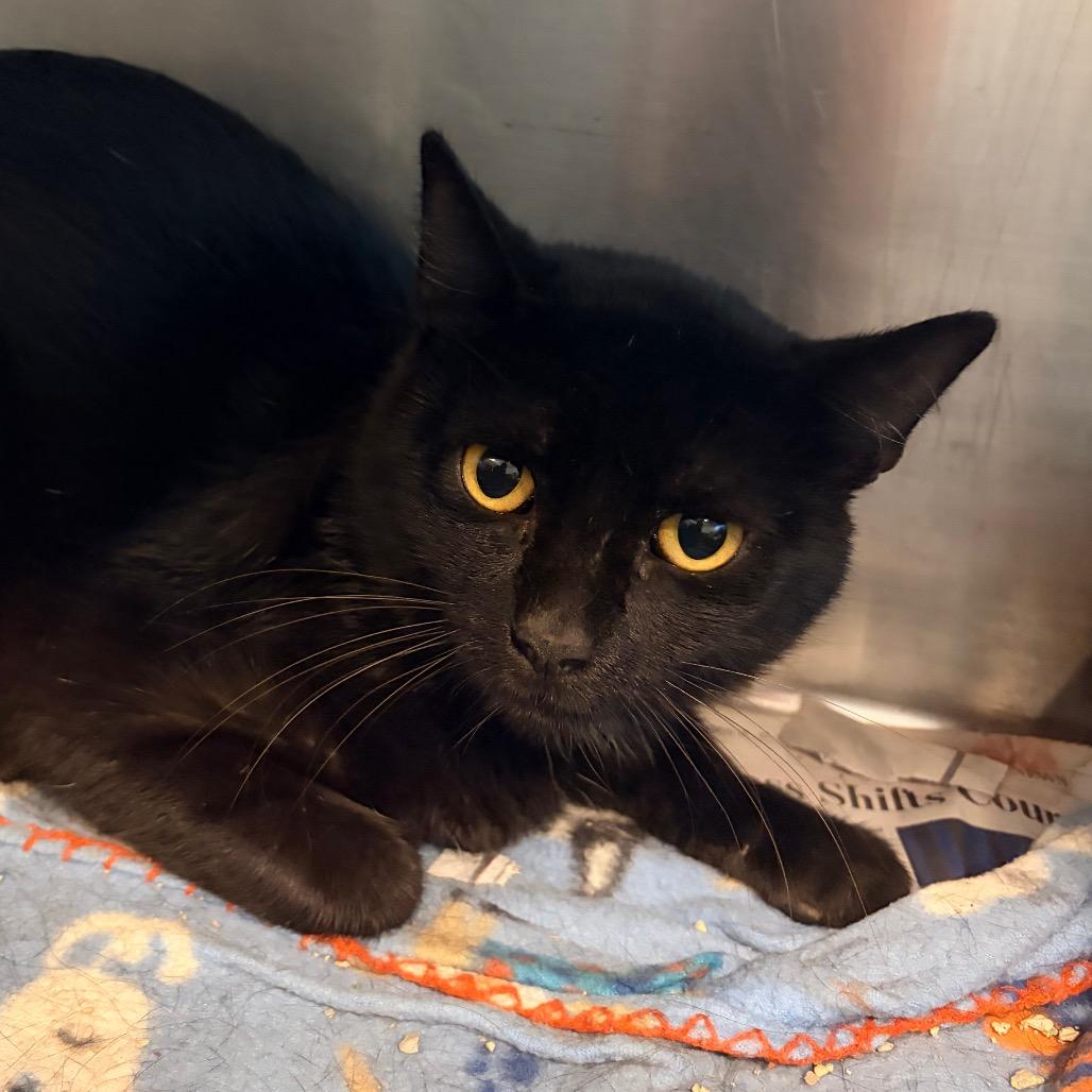 Ned Leeds, Adoptable, Adult Male Domestic Short Hair.