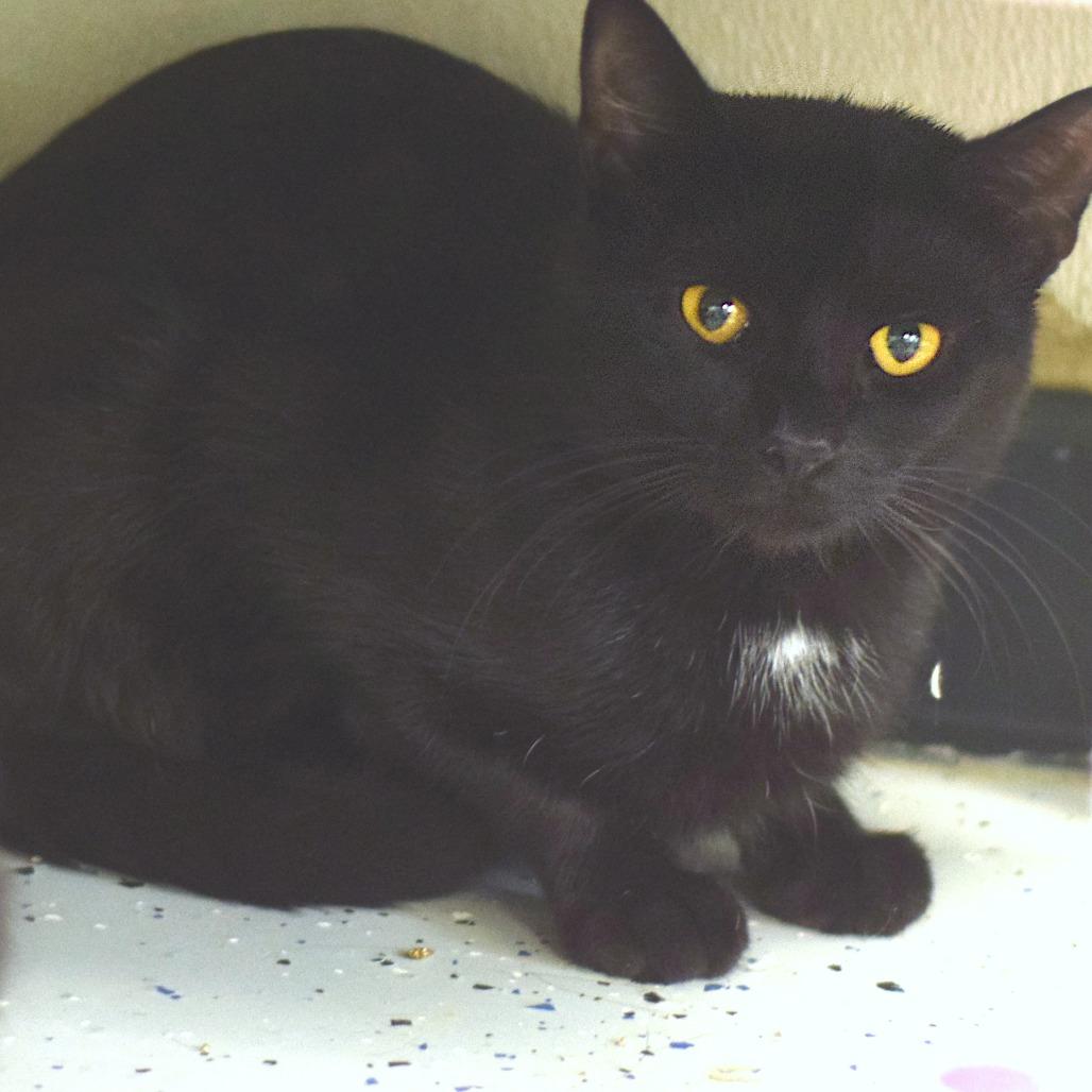 Enlarge Ned Leeds, a Adoptable Domestic Short Hair in Belleville, IL image 2/3