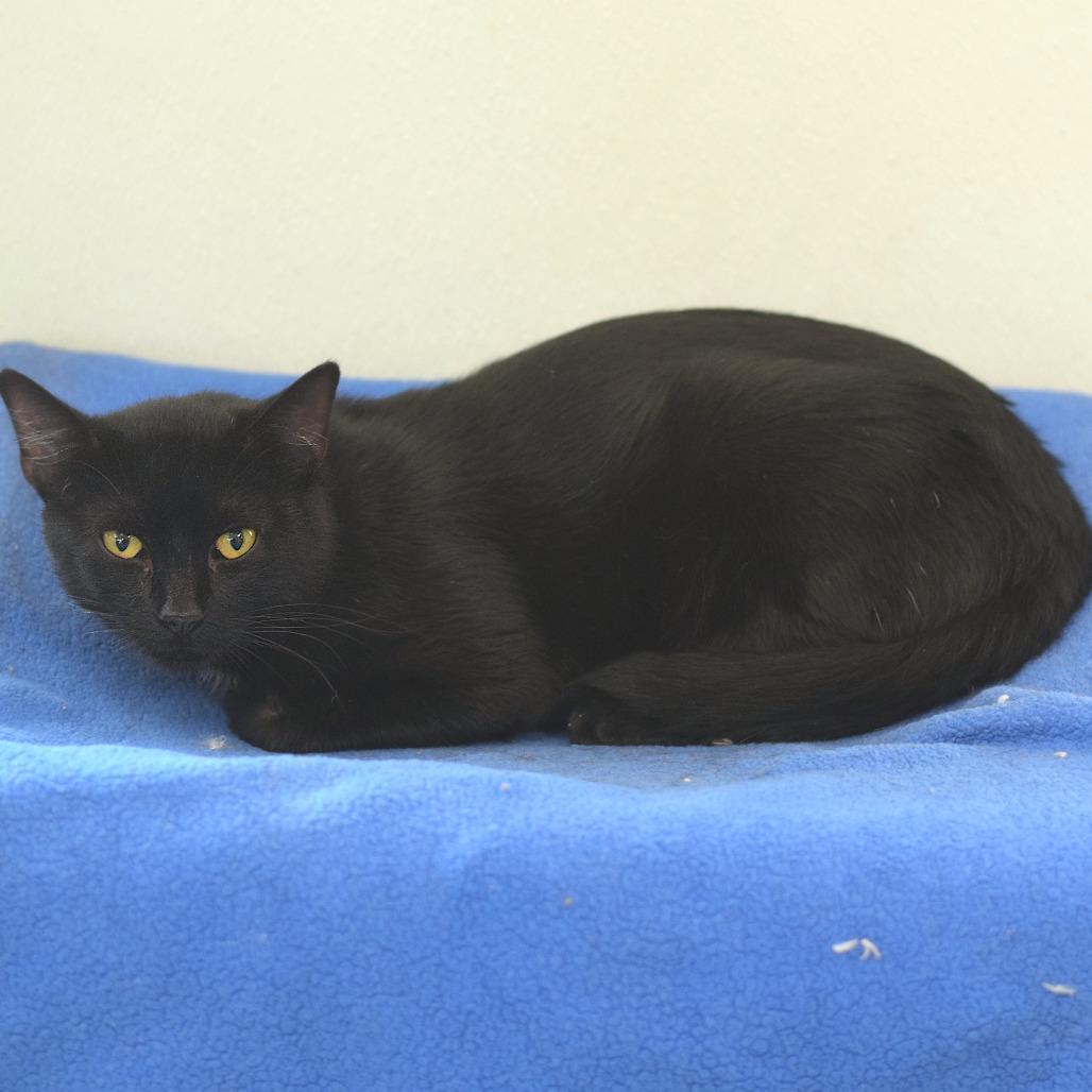 Enlarge Ned Leeds, a Adoptable Domestic Short Hair in Belleville, IL image 3/3