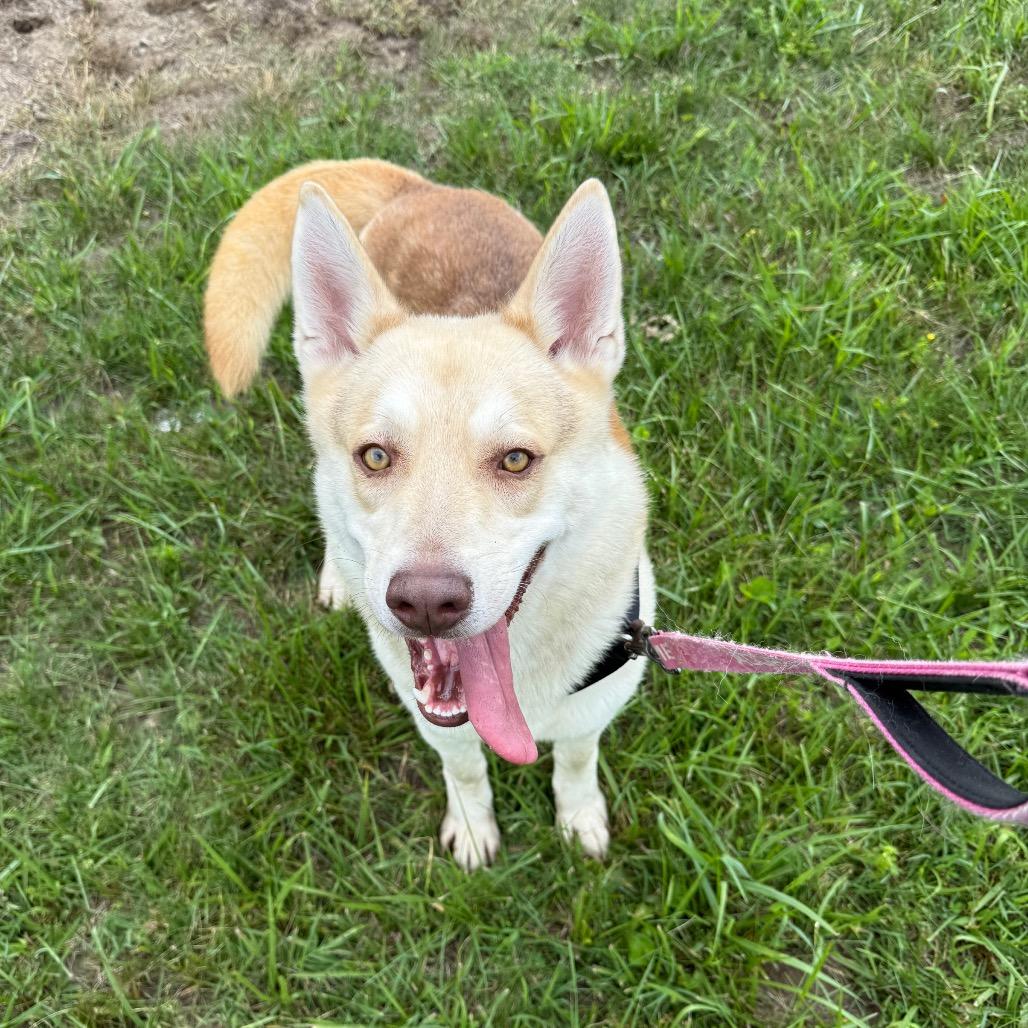 Red, Adoptable, Adult Male Husky & Mixed Breed.