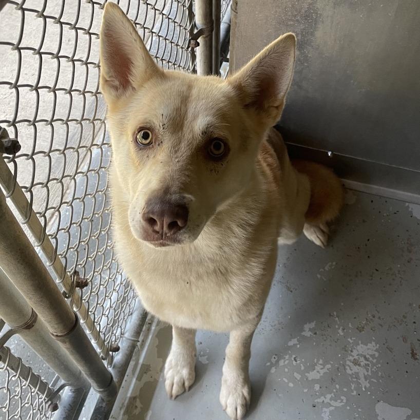 Enlarge Red, a Adoptable mixed breed in Galax, VA image 1/1