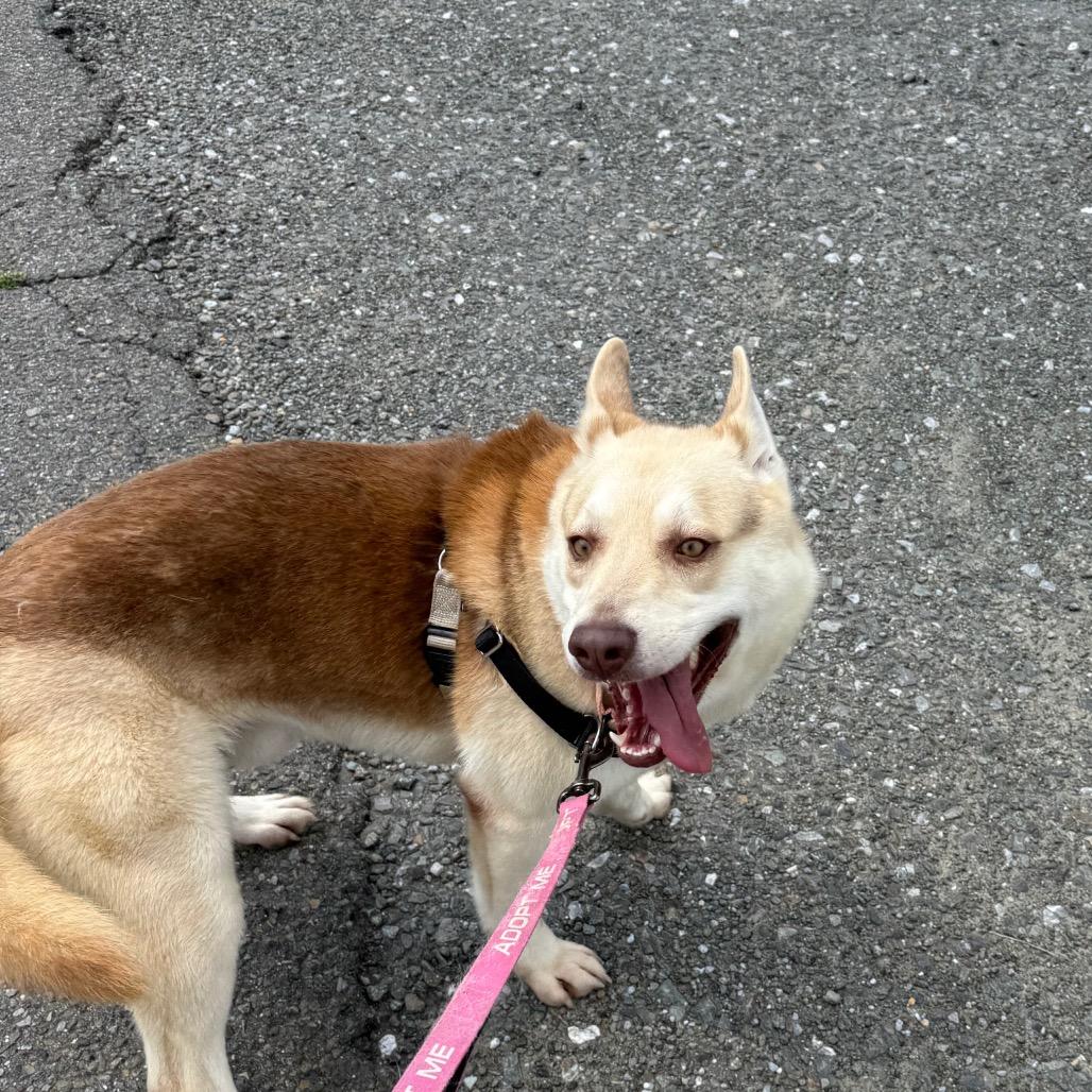 Red, a Adoptable mixed breed in Galax, VA image 3/3