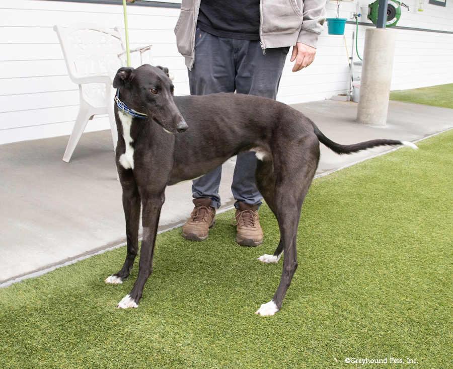 Earth, Adopted, Adult Male Greyhound.