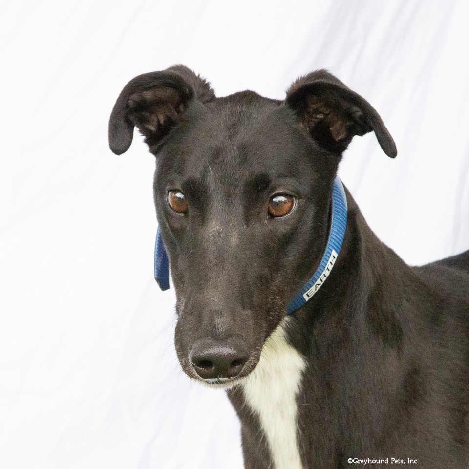 Enlarge Earth, a Adopted Greyhound in Woodinville, WA image 2/2