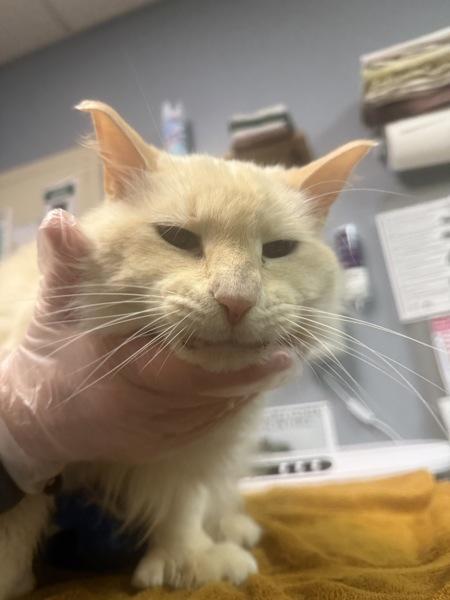 Archimedes (gibbs), Adoptable, Senior Male Domestic Long Hair.