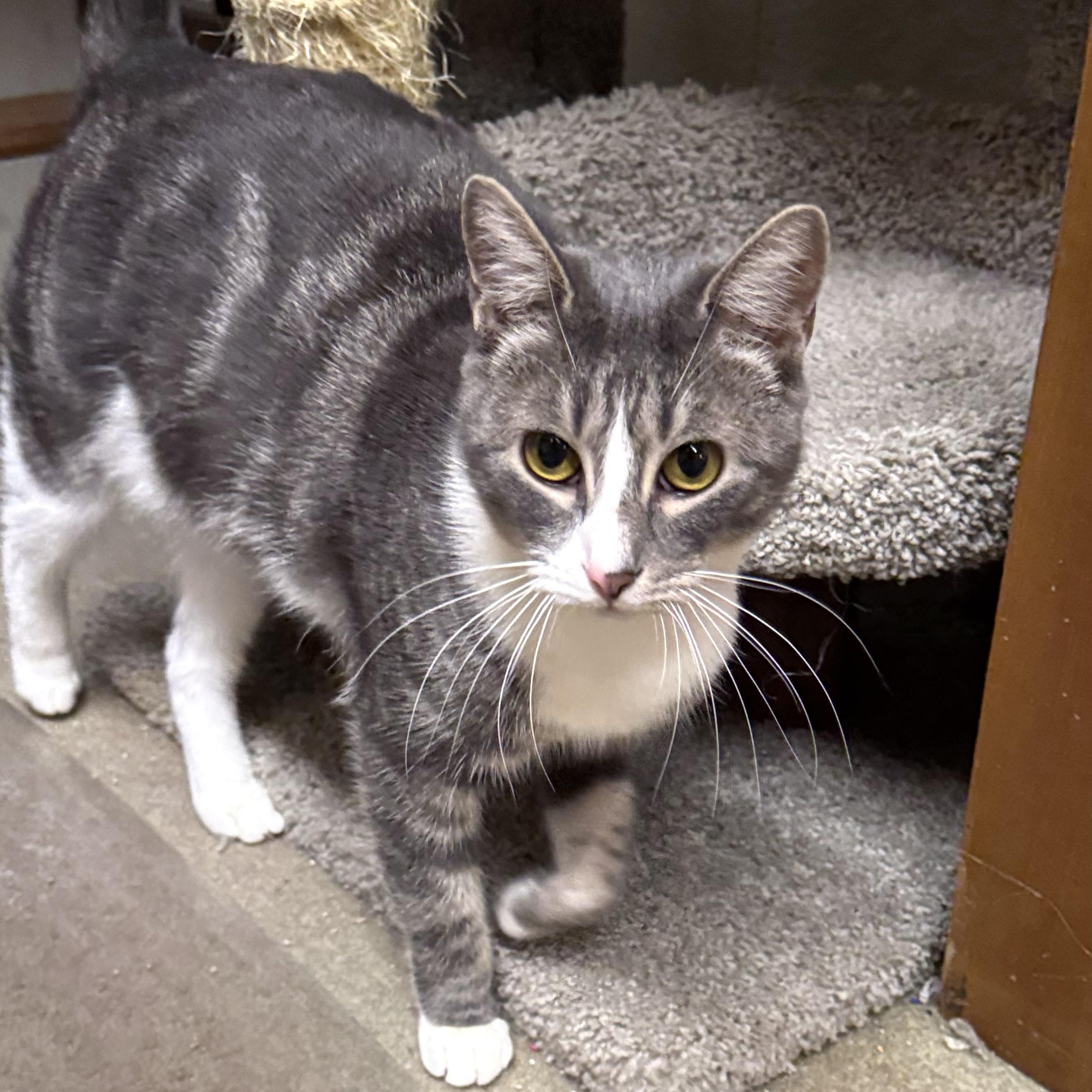 Enlarge Silver, a Adoptable Domestic Short Hair in North Tonawanda, NY image 3/6