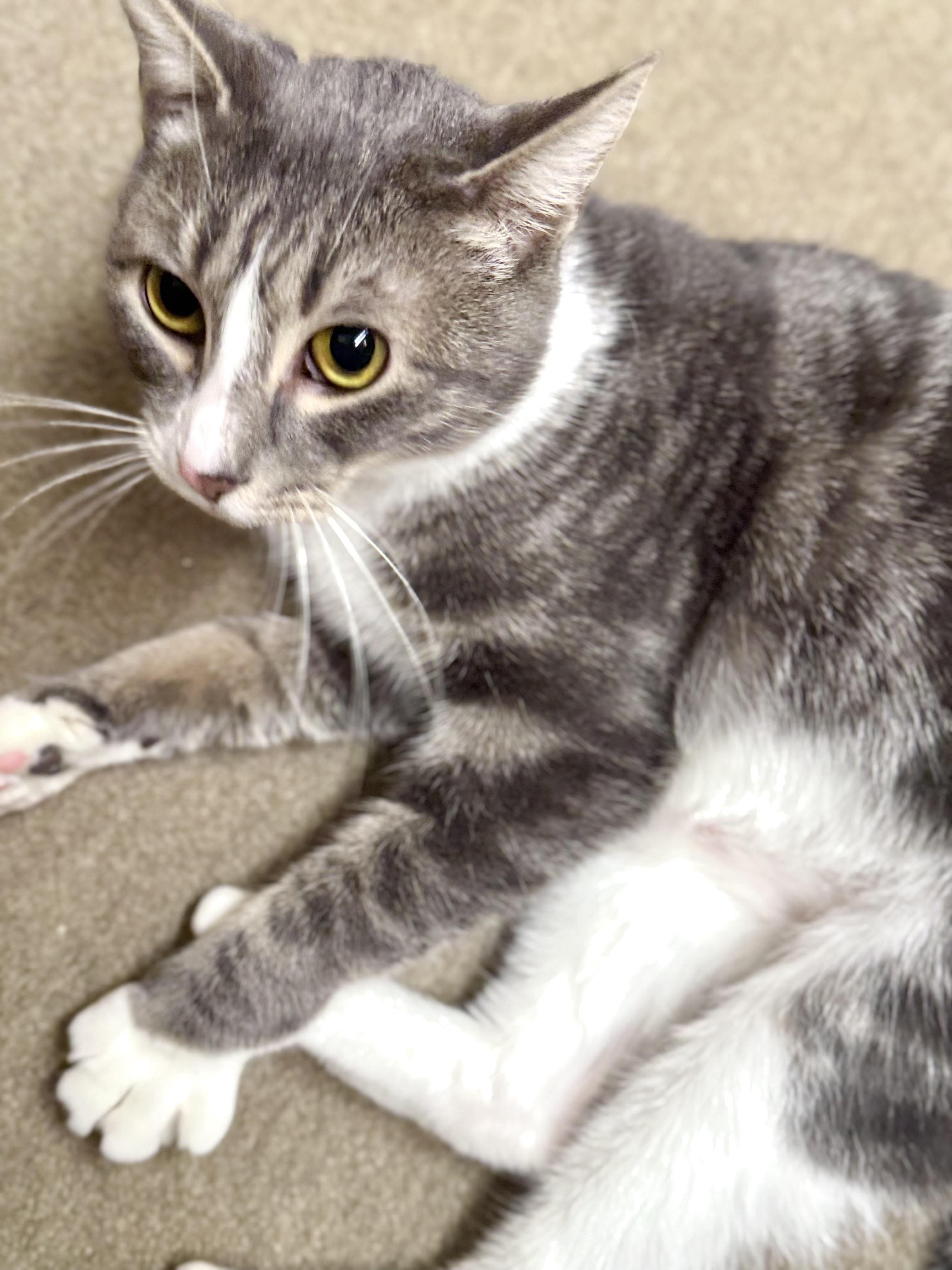 Enlarge Silver, a Adoptable Domestic Short Hair in North Tonawanda, NY image 4/6