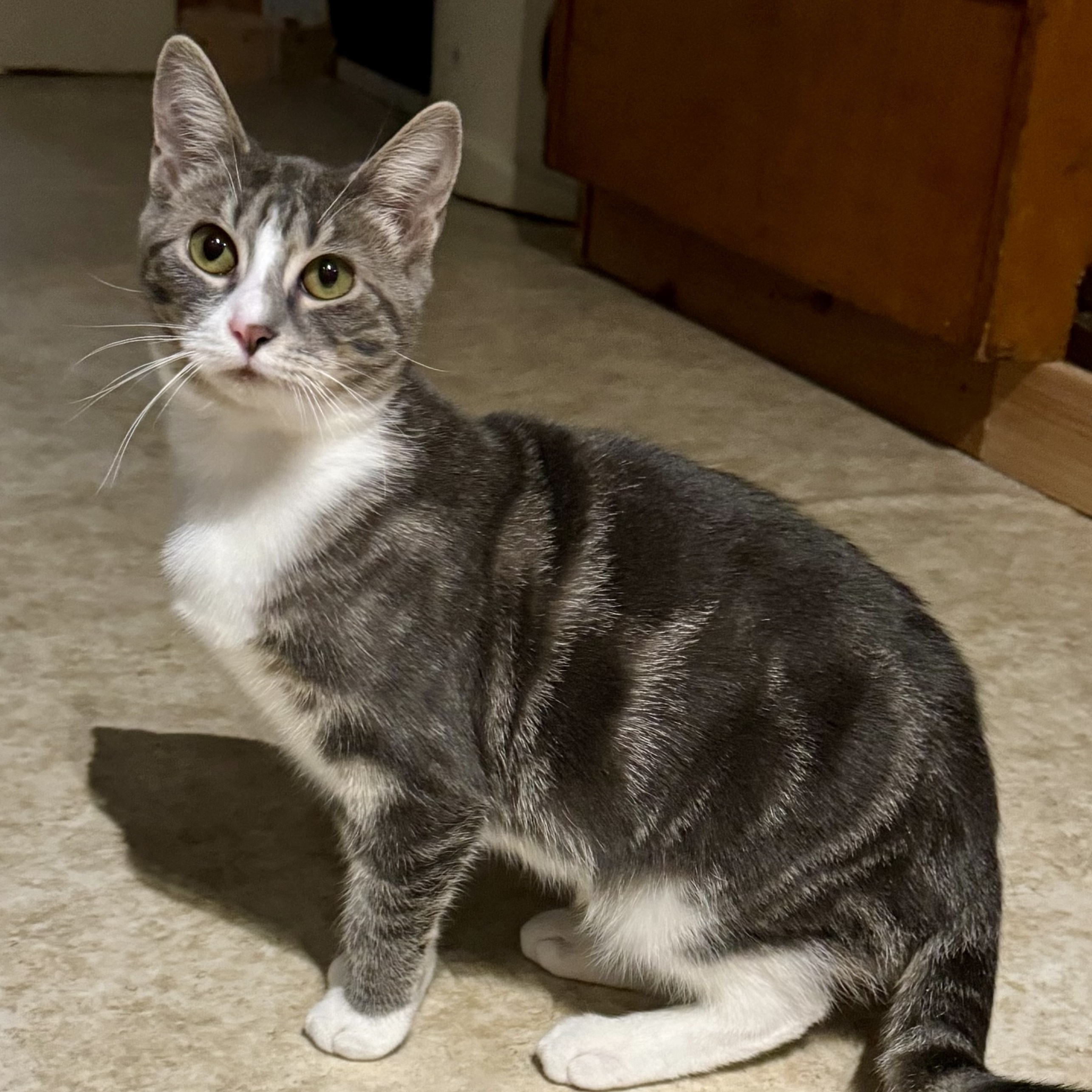 Silver, Adoptable, Adult Female Domestic Short Hair.