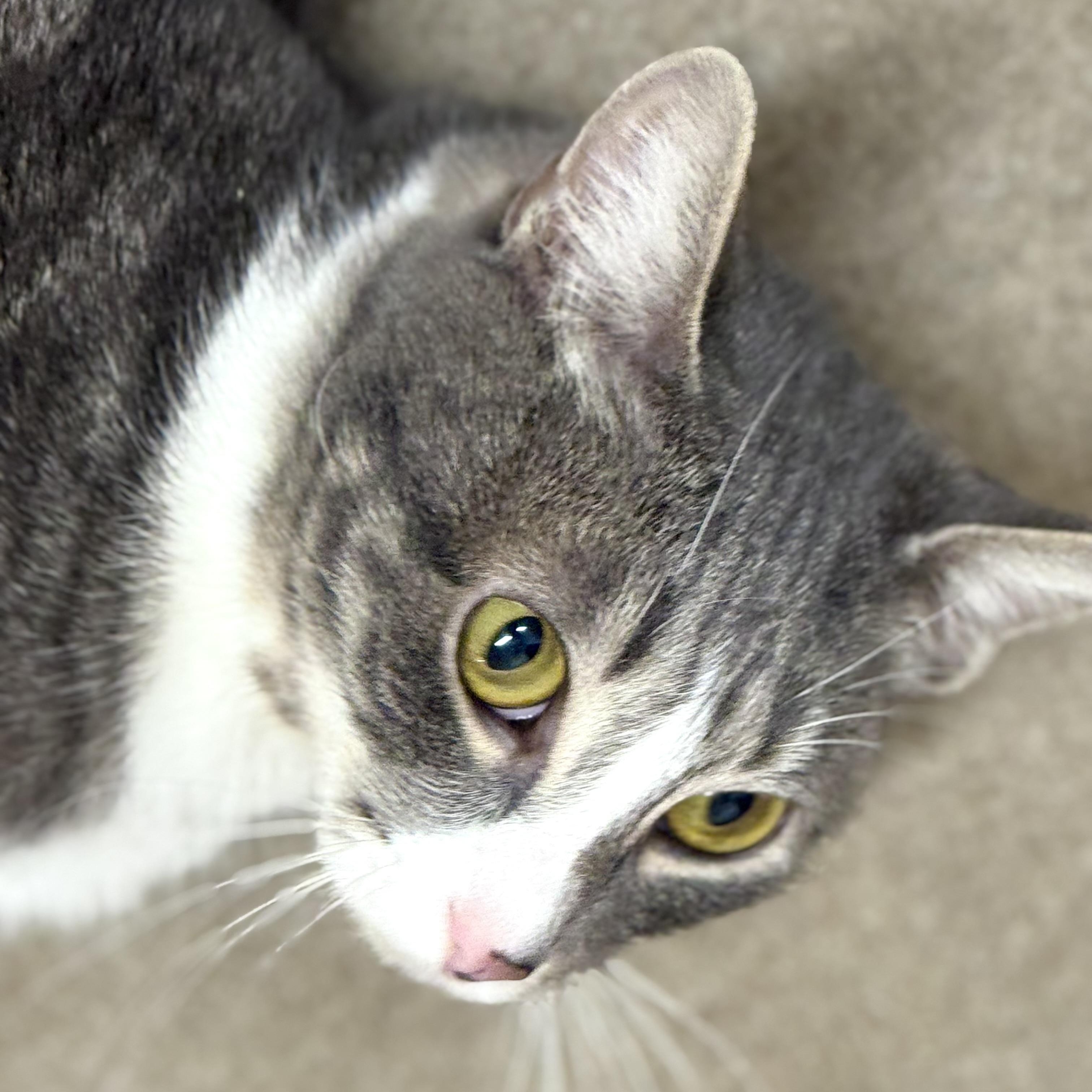 Silver, Adoptable, Adult Female Domestic Short Hair.