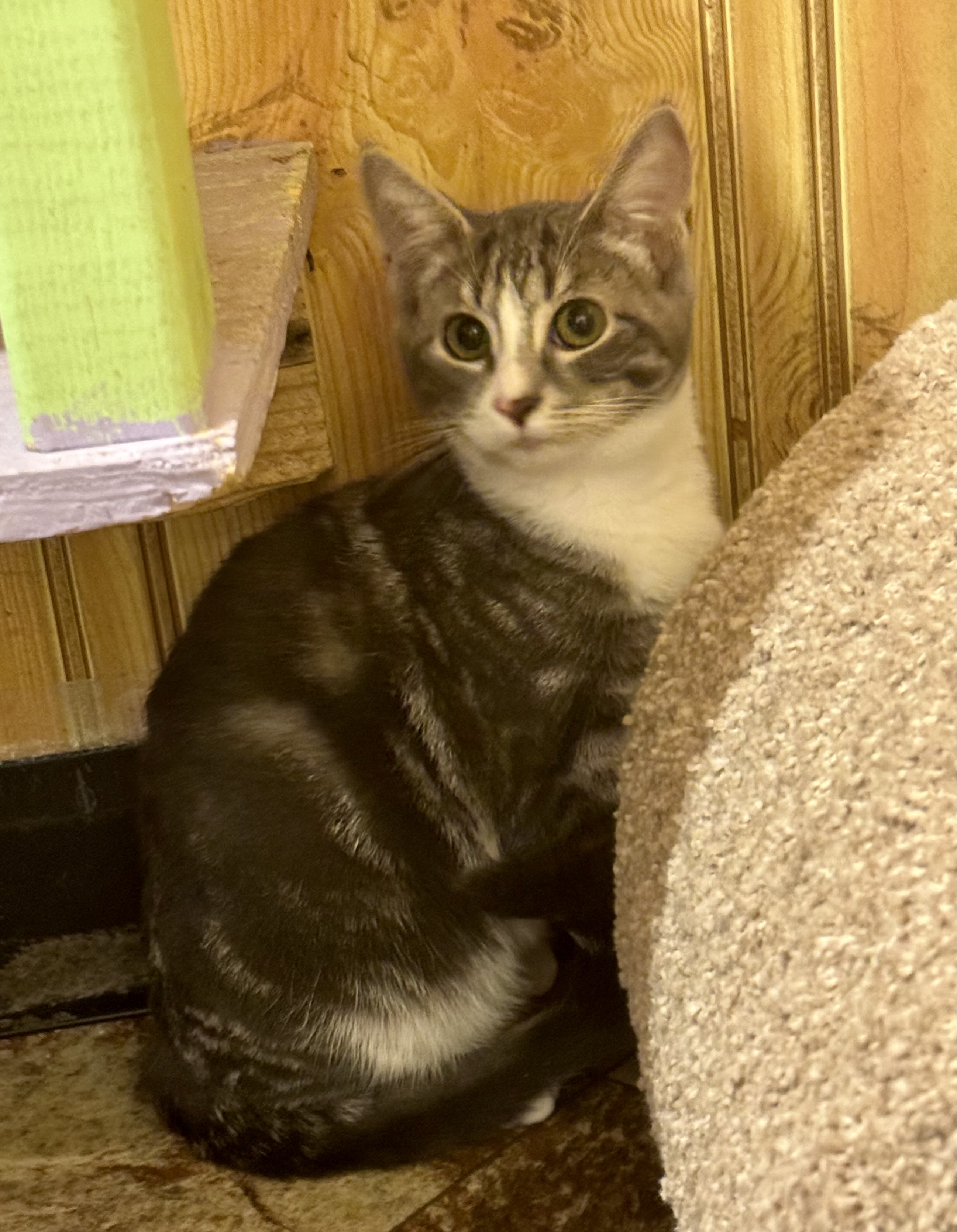 Enlarge Silver, a Adoptable Domestic Short Hair in North Tonawanda, NY image 2/5