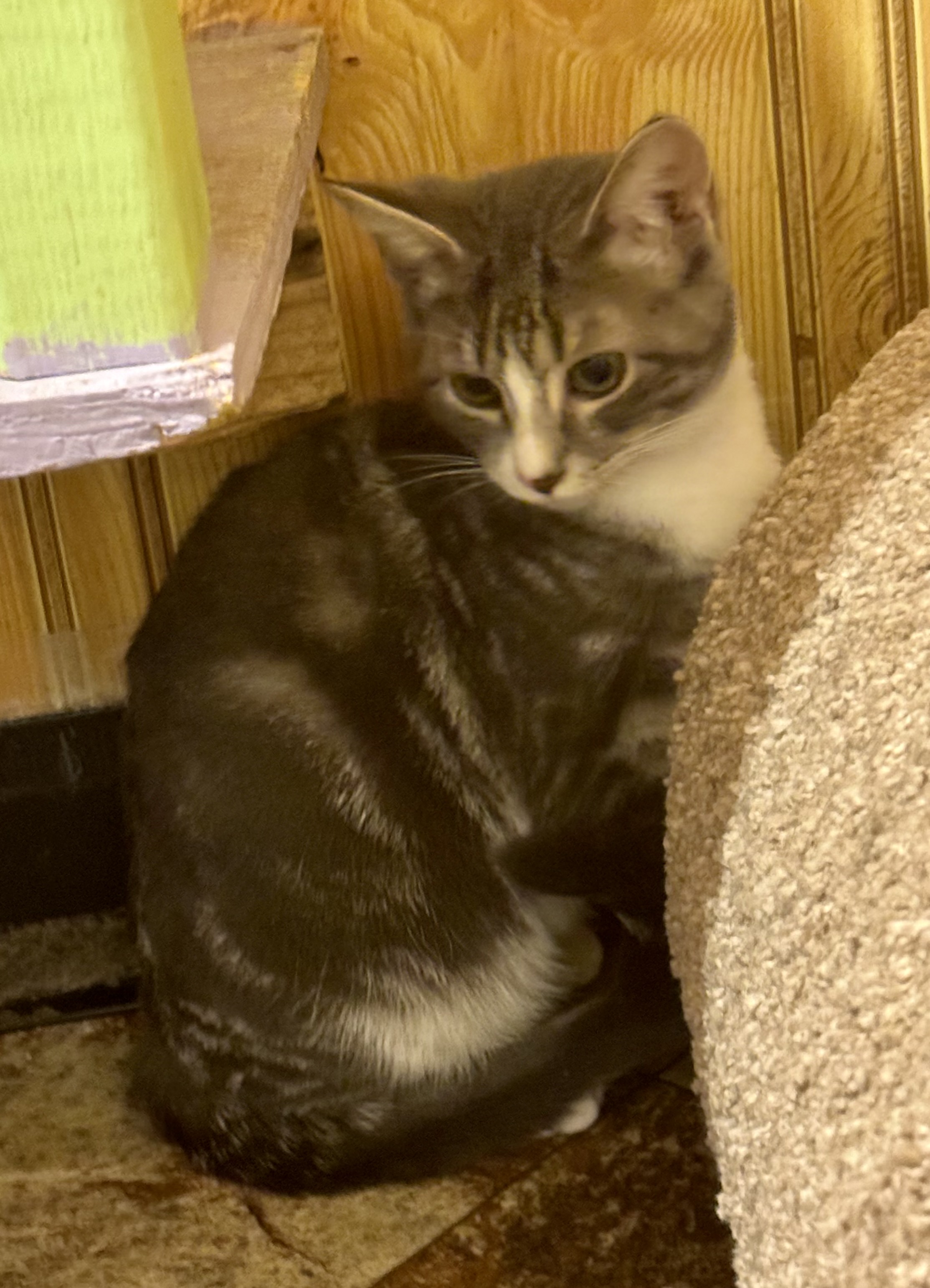 Enlarge Silver, a Adoptable Domestic Short Hair in North Tonawanda, NY image 5/5