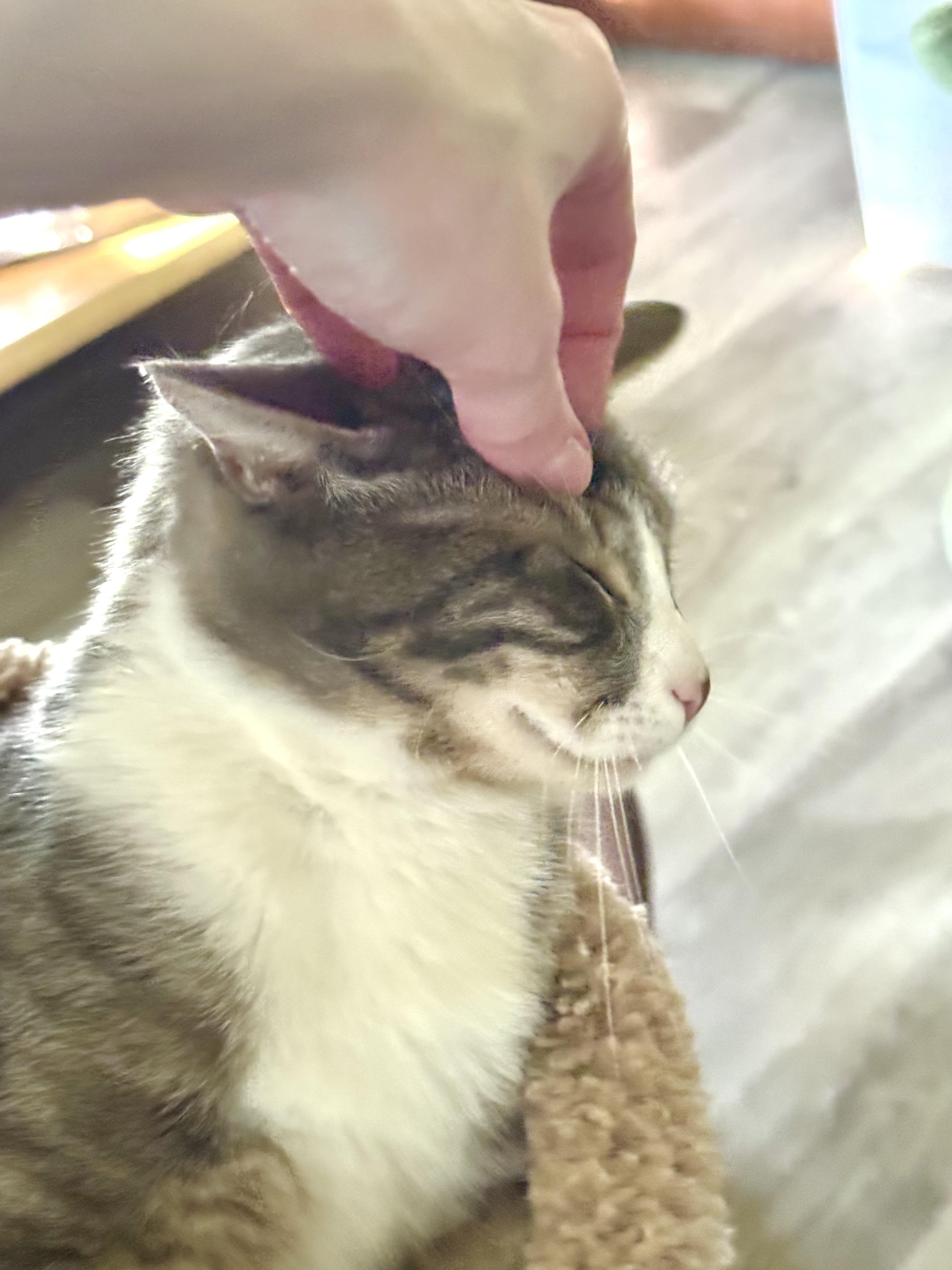 Silver, a Adoptable Domestic Short Hair in North Tonawanda, NY image 2/6