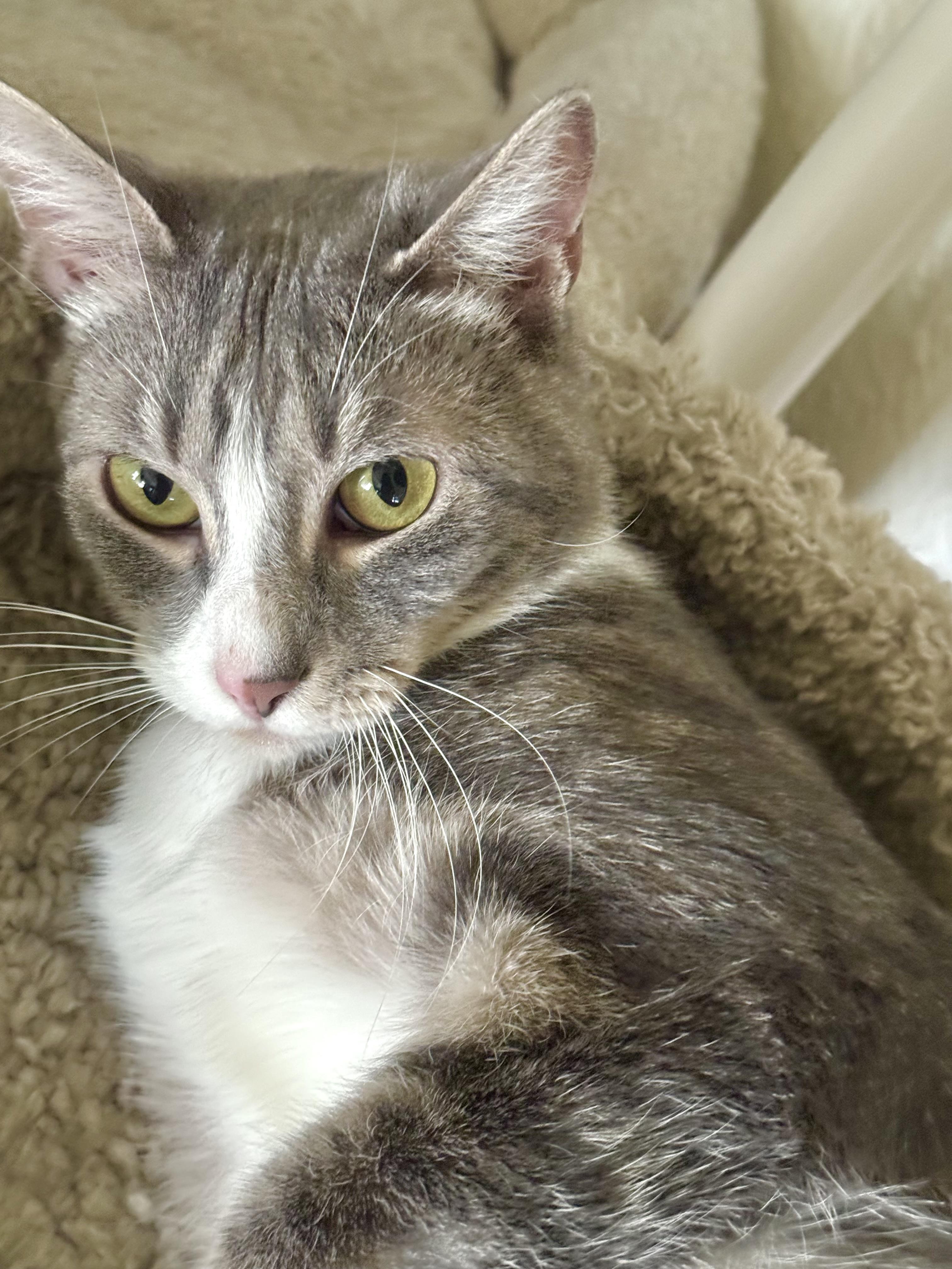 Silver, Adoptable, Adult Female Domestic Short Hair.