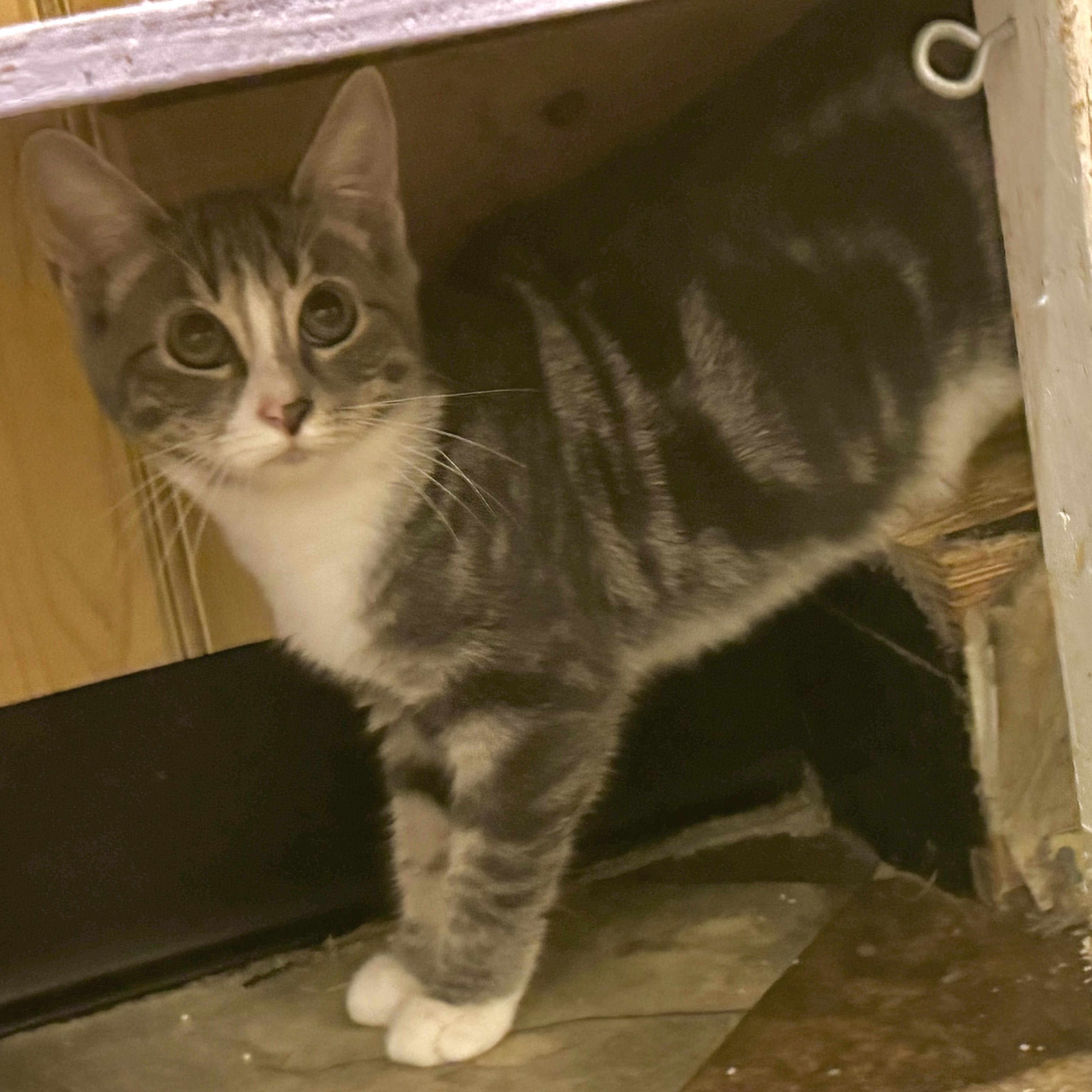 Enlarge Silver, a Adoptable Domestic Short Hair in North Tonawanda, NY image 3/5