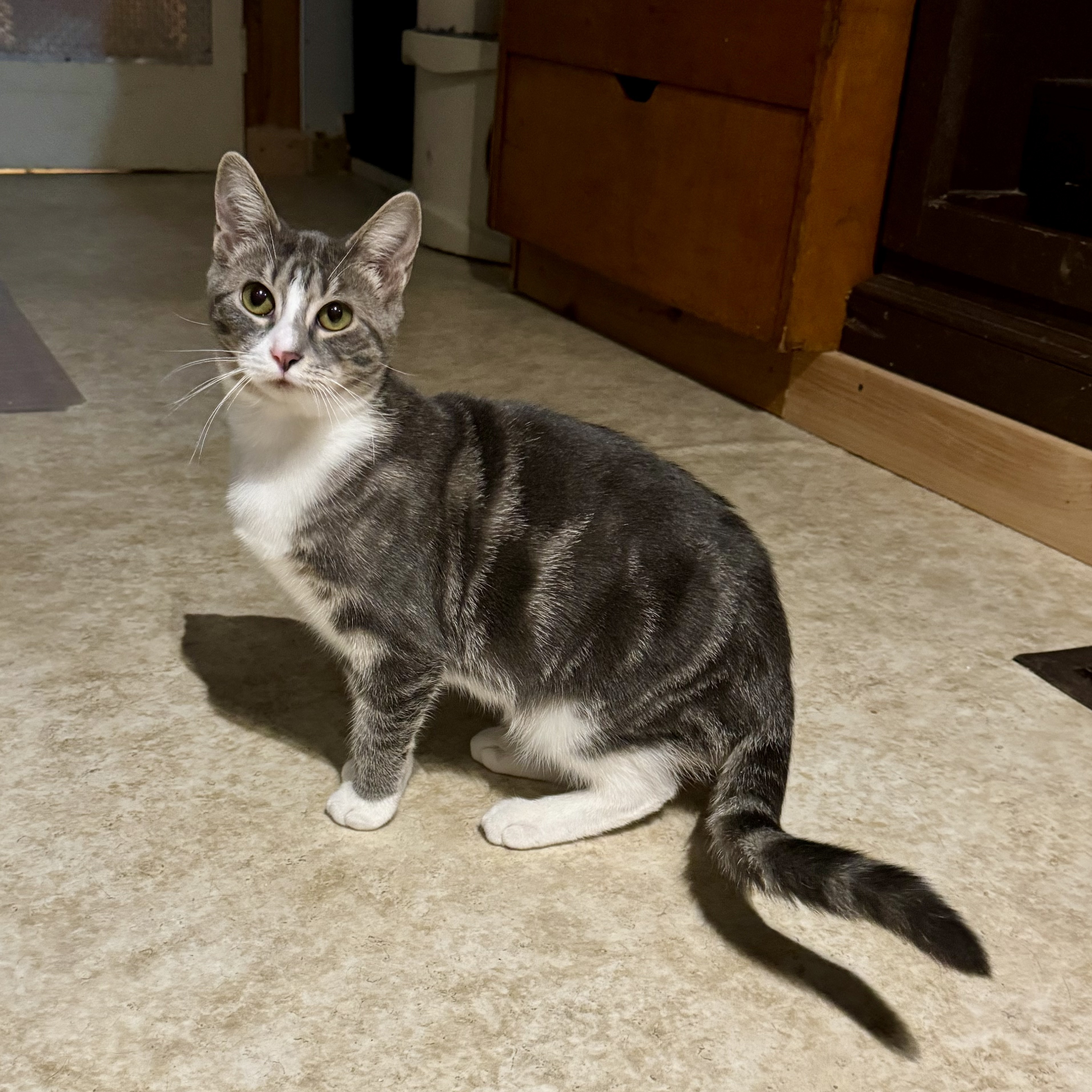 Enlarge Silver, a Adoptable Domestic Short Hair in North Tonawanda, NY image 4/5