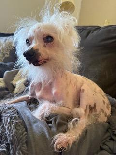 Peggy (TN), a Adoptable Chinese Crested Dog in Cleveland, TN image 1/4