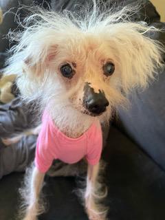 Peggy (TN), a Adoptable Chinese Crested Dog in Cleveland, TN image 2/4