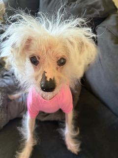 Peggy (TN), a Adoptable Chinese Crested Dog in Cleveland, TN image 3/4