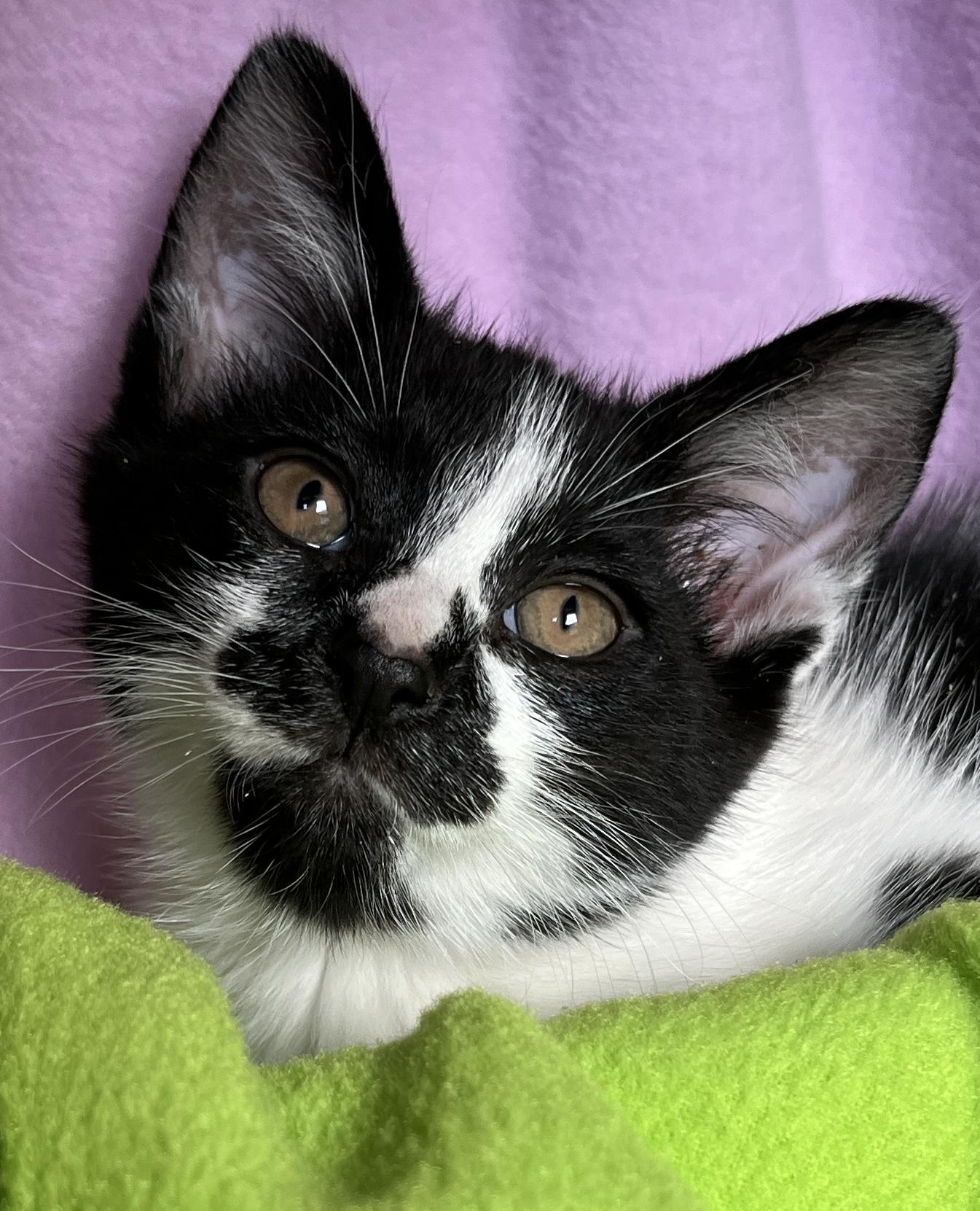 Moose, ADOPTABLE, Kitten Male Domestic Short Hair.