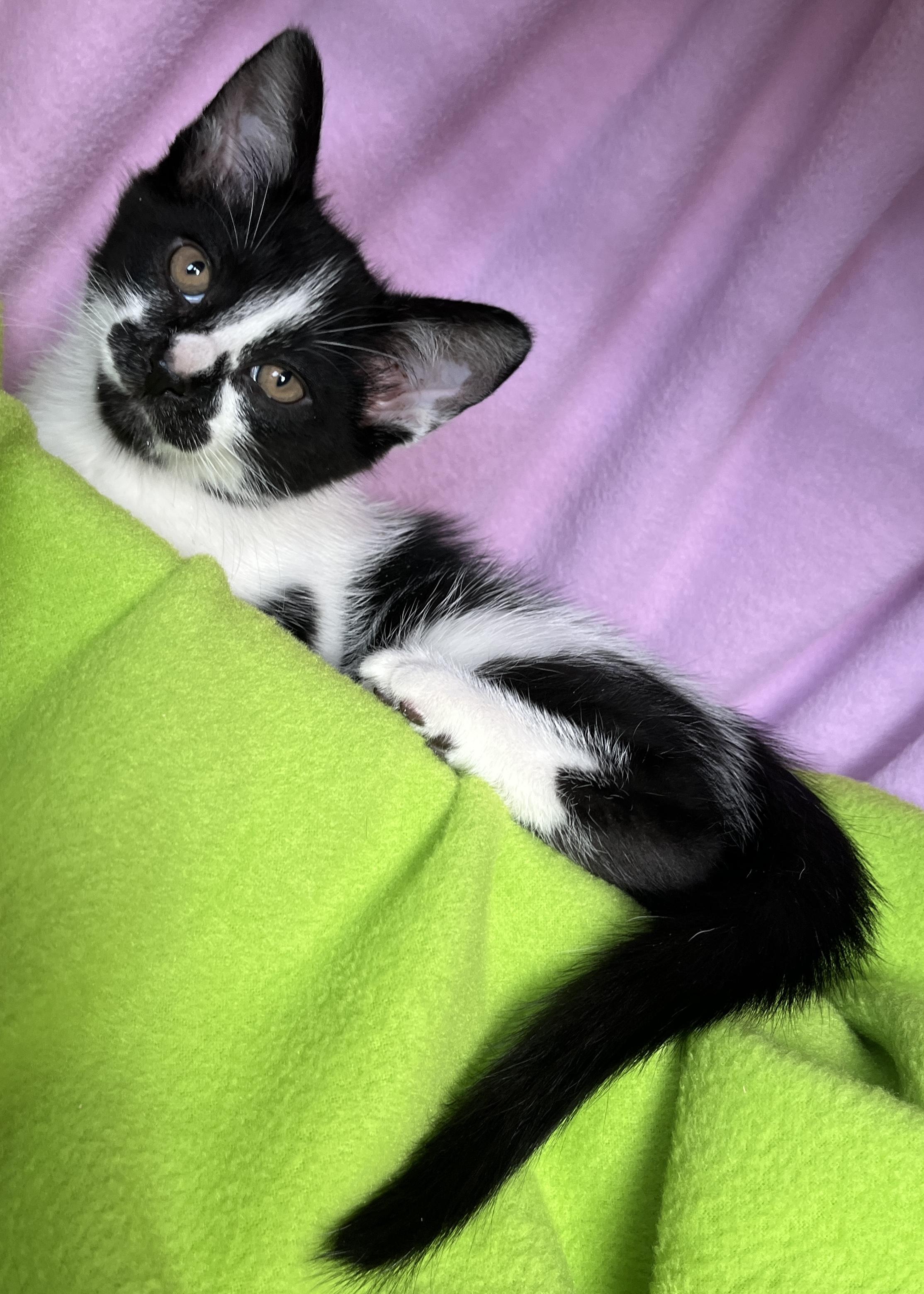 Enlarge Moose, a ADOPTABLE Domestic Short Hair in Lake Oswego, OR image 2/2