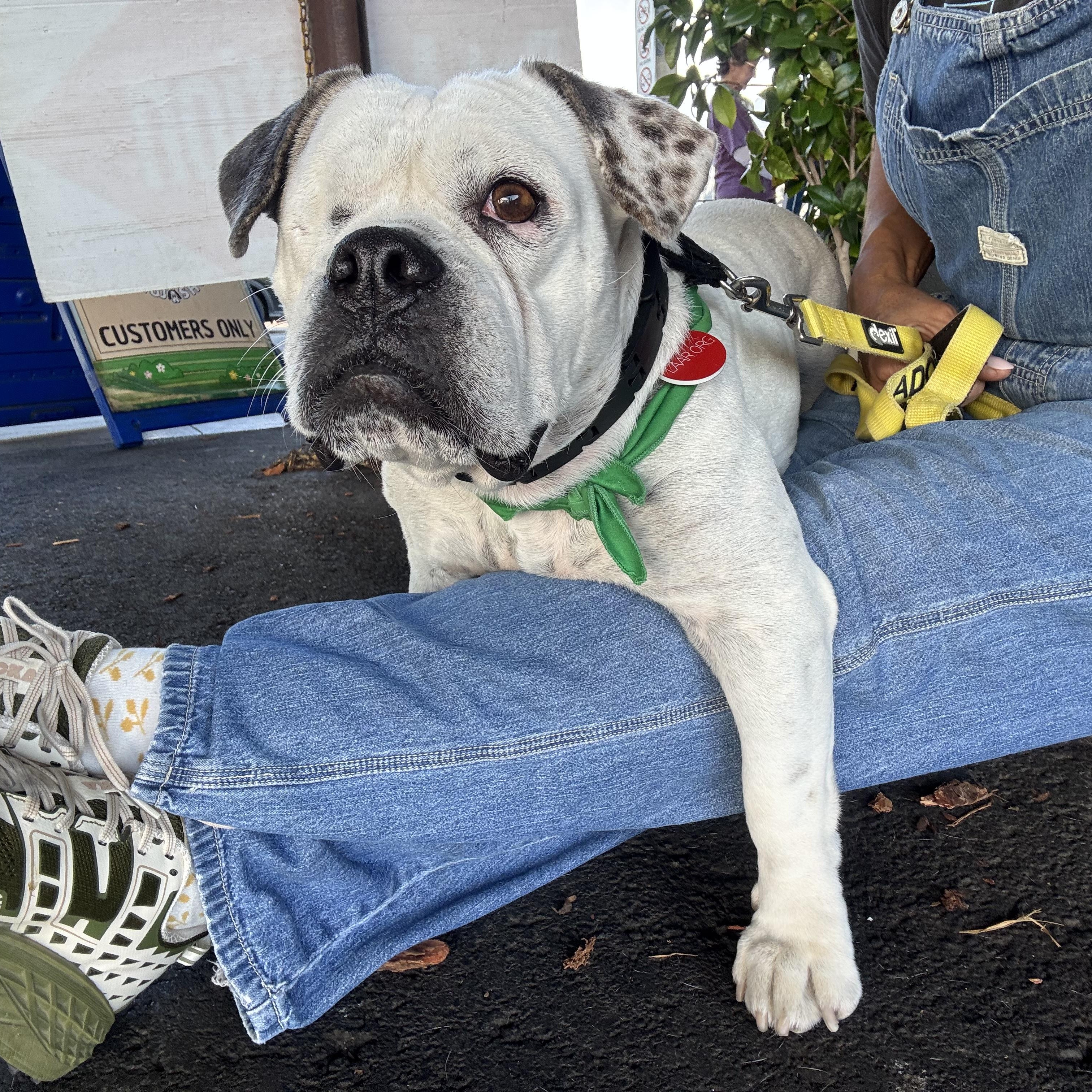 Lollipop, Adoptable, Adult Female American Bulldog & English Bulldog.