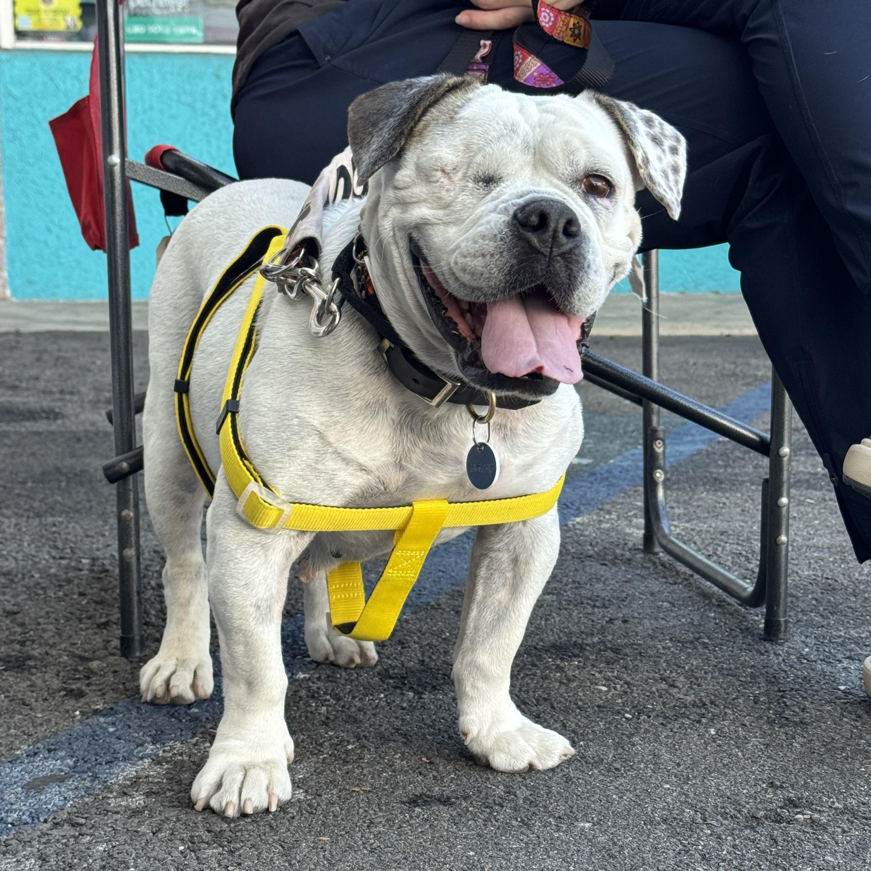 Lollipop, a Adoptable mixed breed in Chatsworth, CA image 3/5