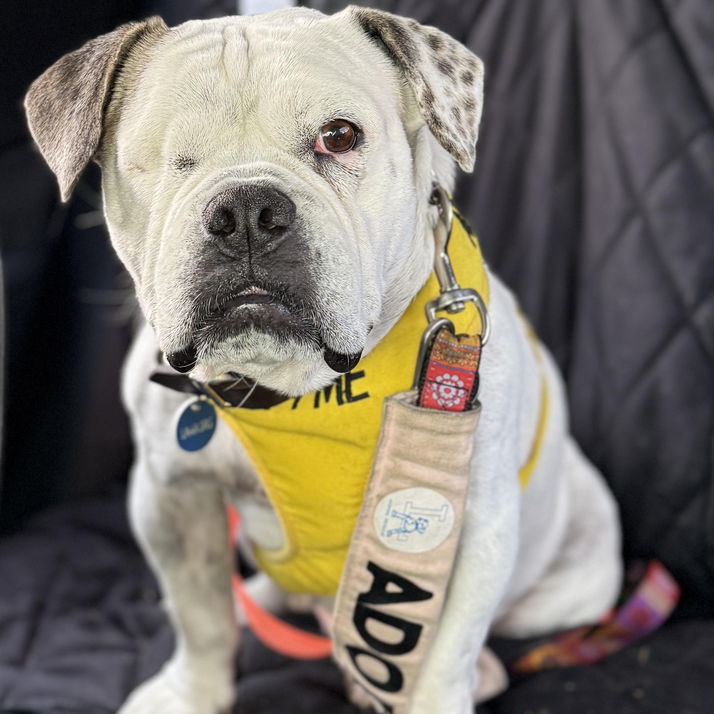 Lollipop, a Adoptable mixed breed in Chatsworth, CA image 4/5