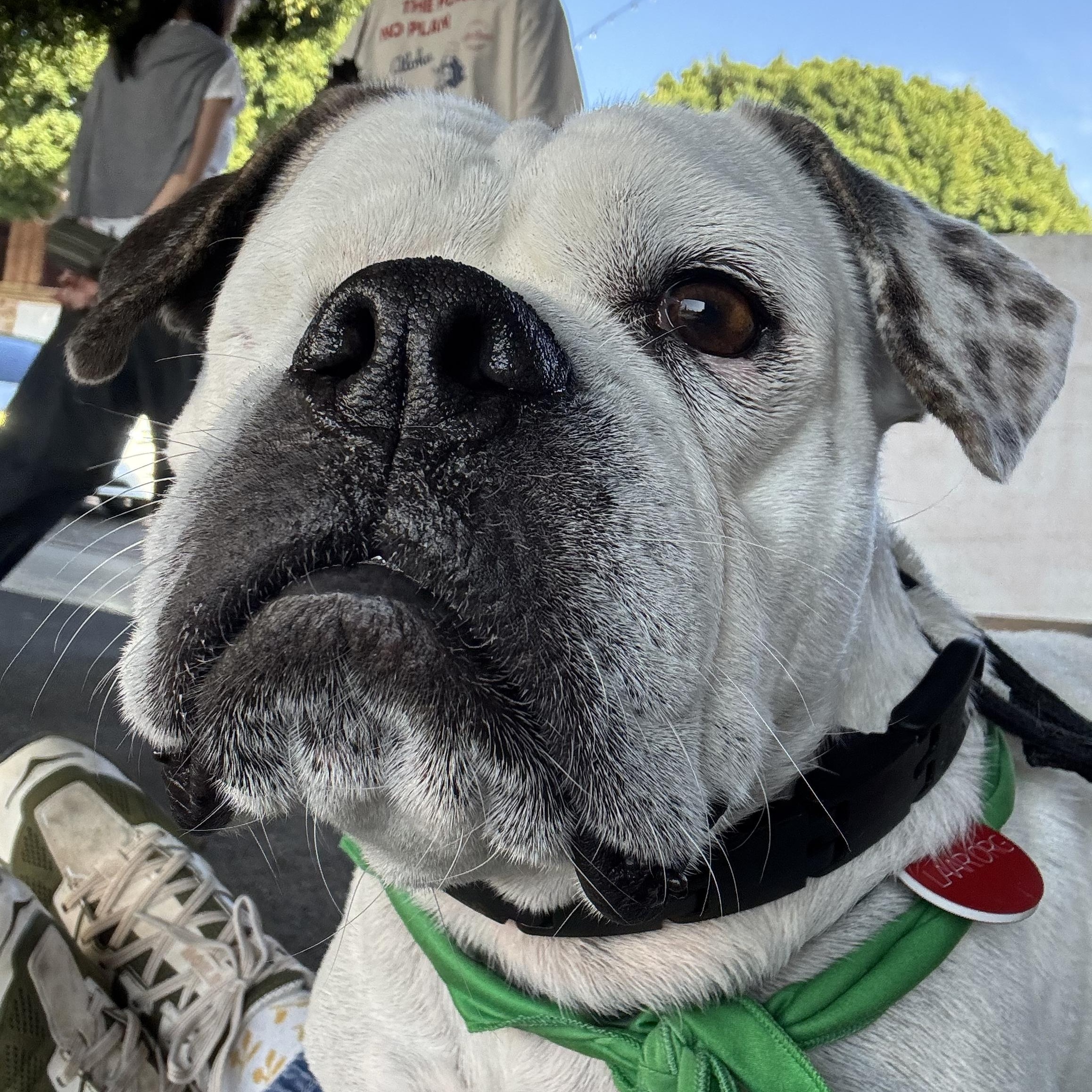 Lollipop, a Adoptable mixed breed in Chatsworth, CA image 5/5