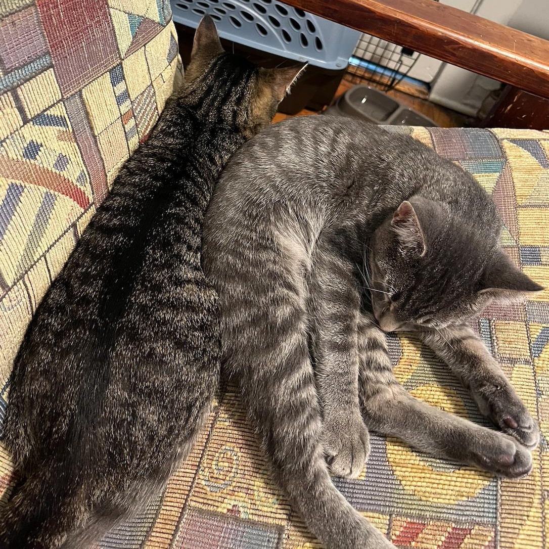 Bunny & Dust, bonded pair, an adopted mixed breed in Chicago, IL image 1/3