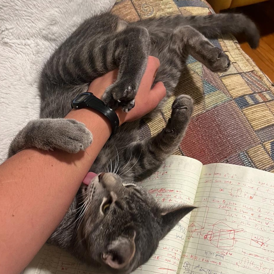 Bunny & Dust, bonded pair, an adopted mixed breed in Chicago, IL image 2/3