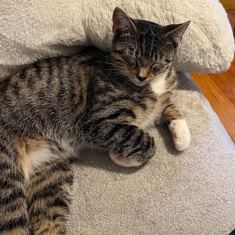 Bunny & Dust, bonded pair, an adopted mixed breed in Chicago, IL image 3/3