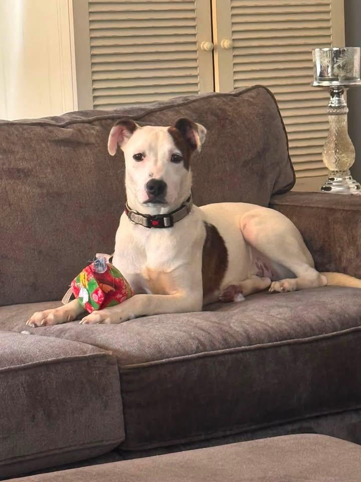 Enlarge Charlie, a Adopted mixed breed in Berlin, NJ image 1/3