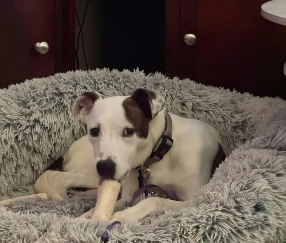 Enlarge Charlie, a Adopted mixed breed in Berlin, NJ image 2/3