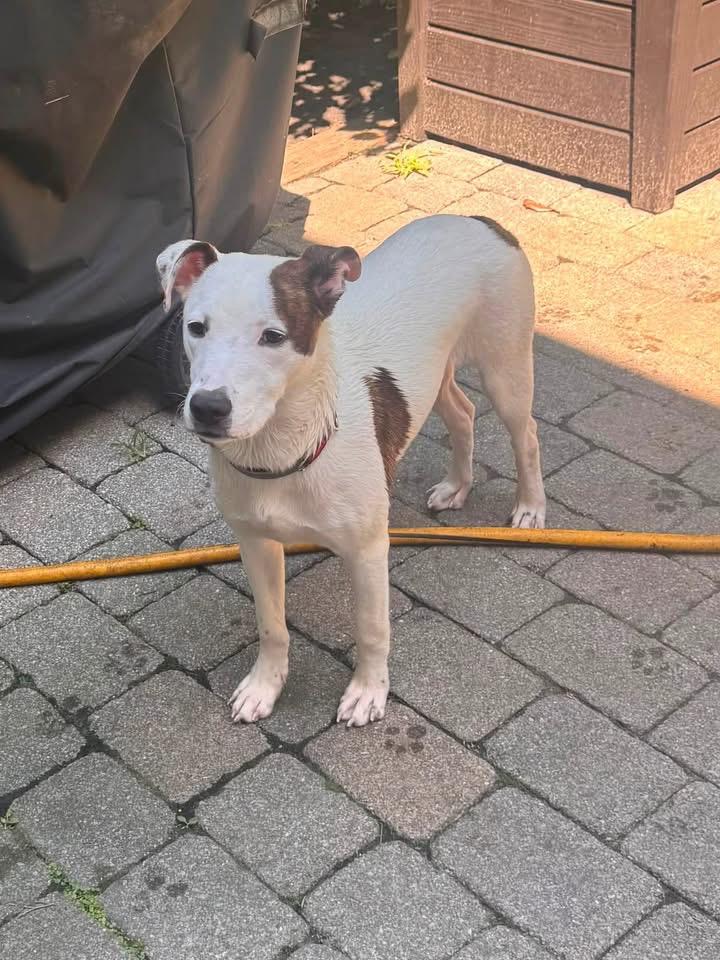 Enlarge Charlie, a Adopted mixed breed in Berlin, NJ image 3/3