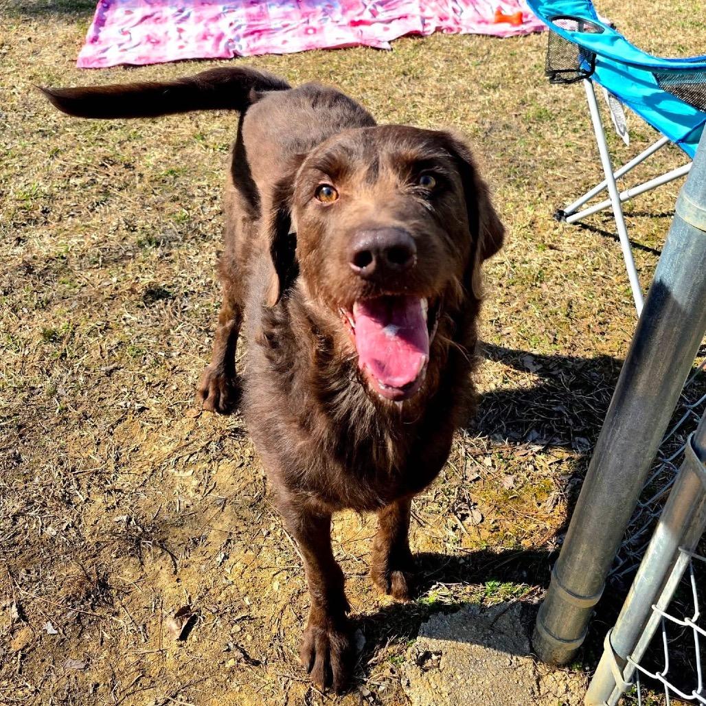 Enlarge Opie, a Adoptable Mixed Breed in Gadsden, AL image 1/6