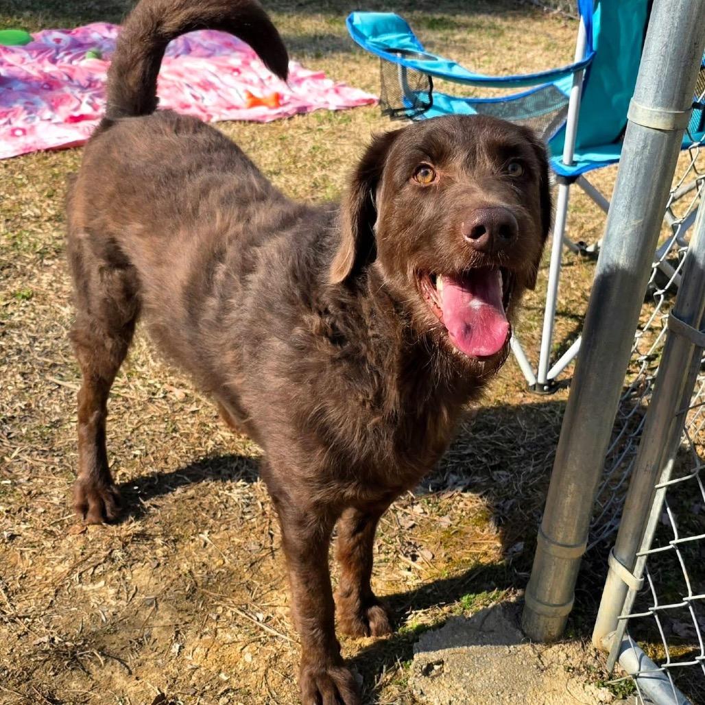 Enlarge Opie, a Adoptable Mixed Breed in Gadsden, AL image 2/6