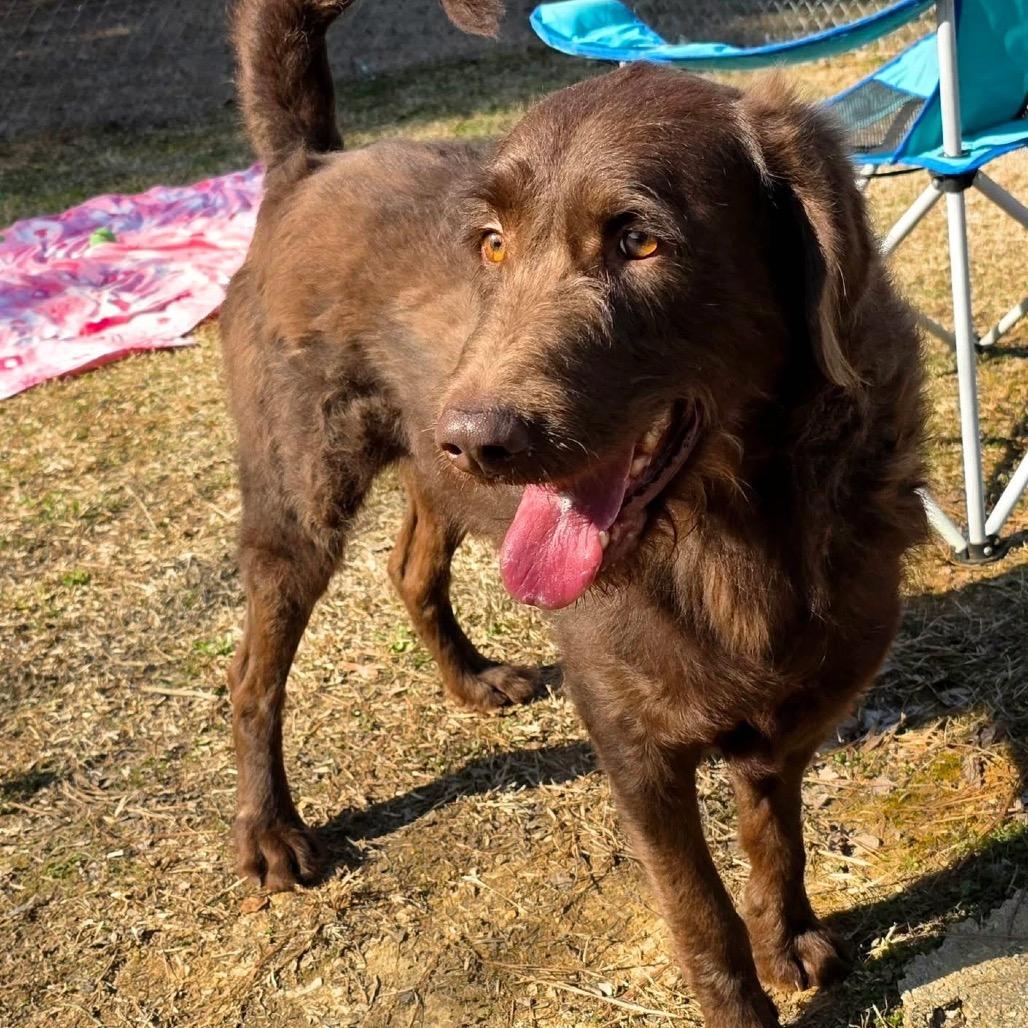 Enlarge Opie, a Adoptable Mixed Breed in Gadsden, AL image 4/6